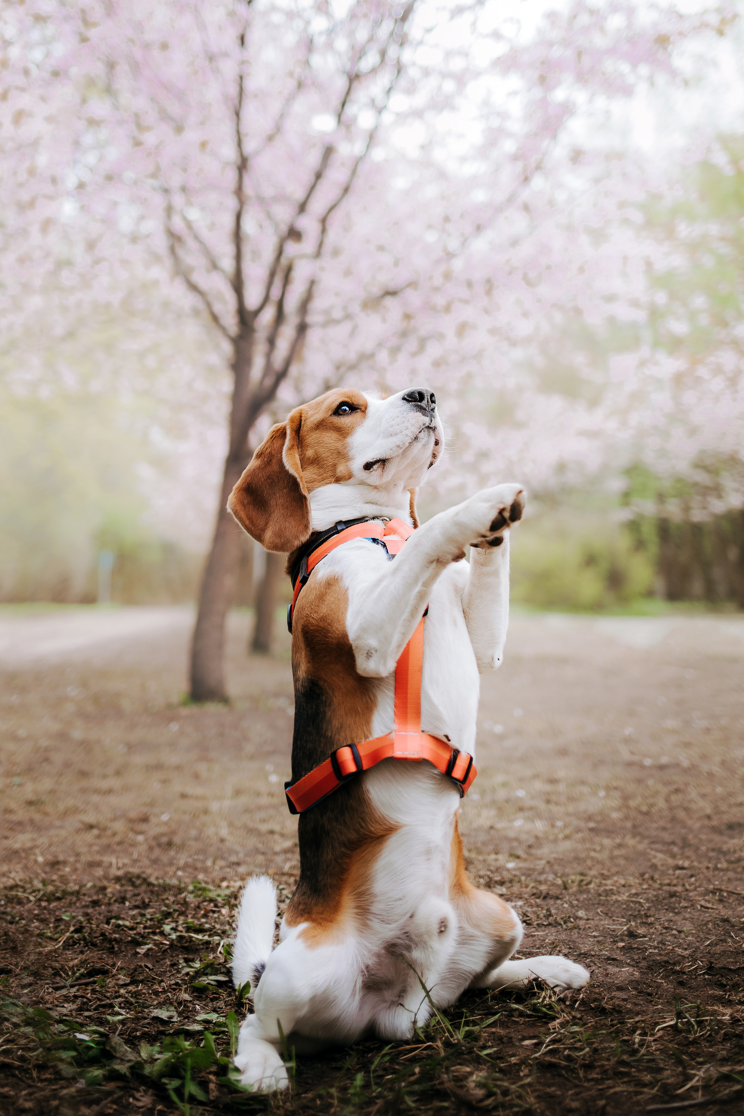 Весенняя фотосессия с собакой в цветущей сакуре 