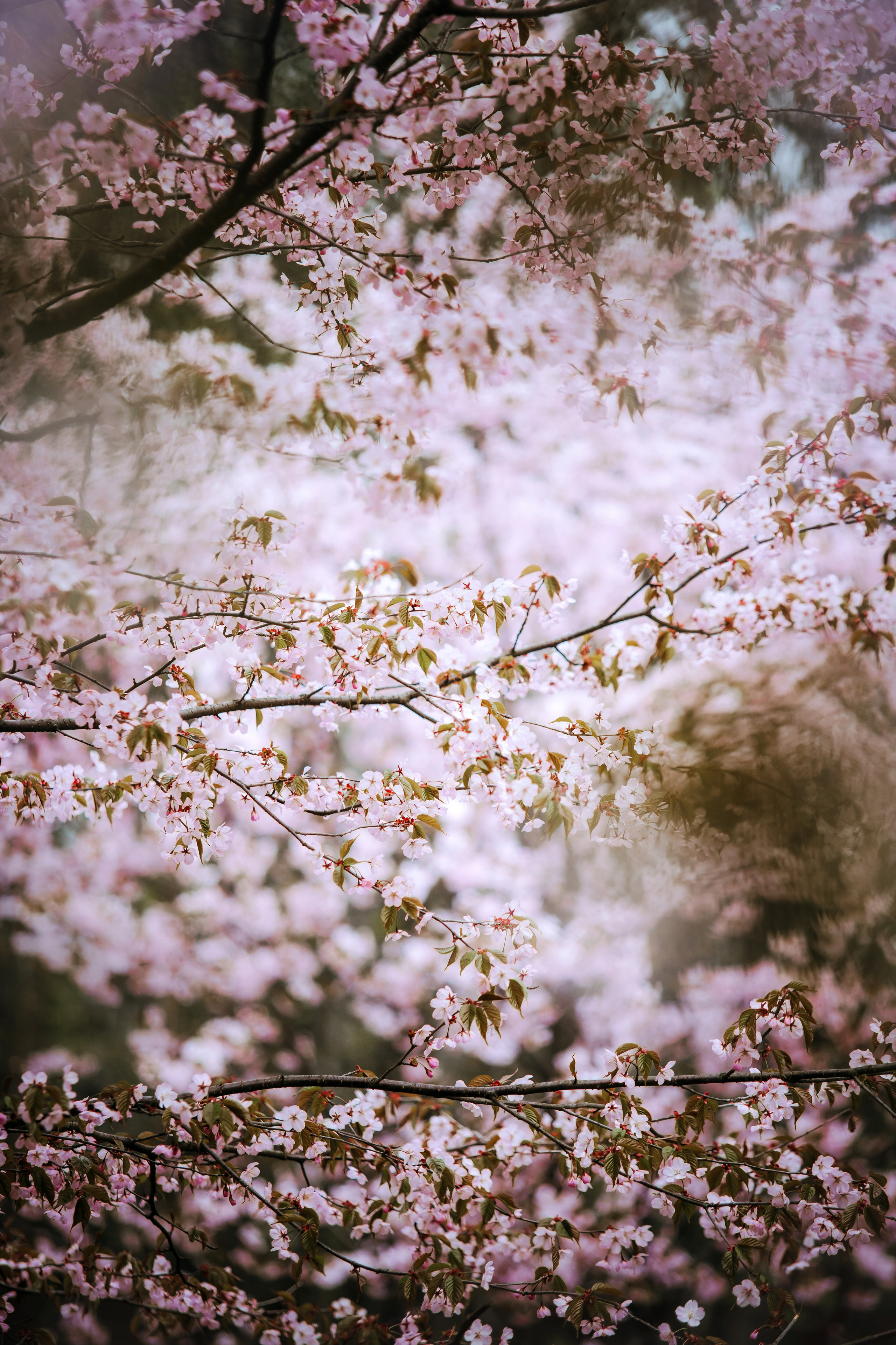 Фотосессия в бирюлевском дендропарке 