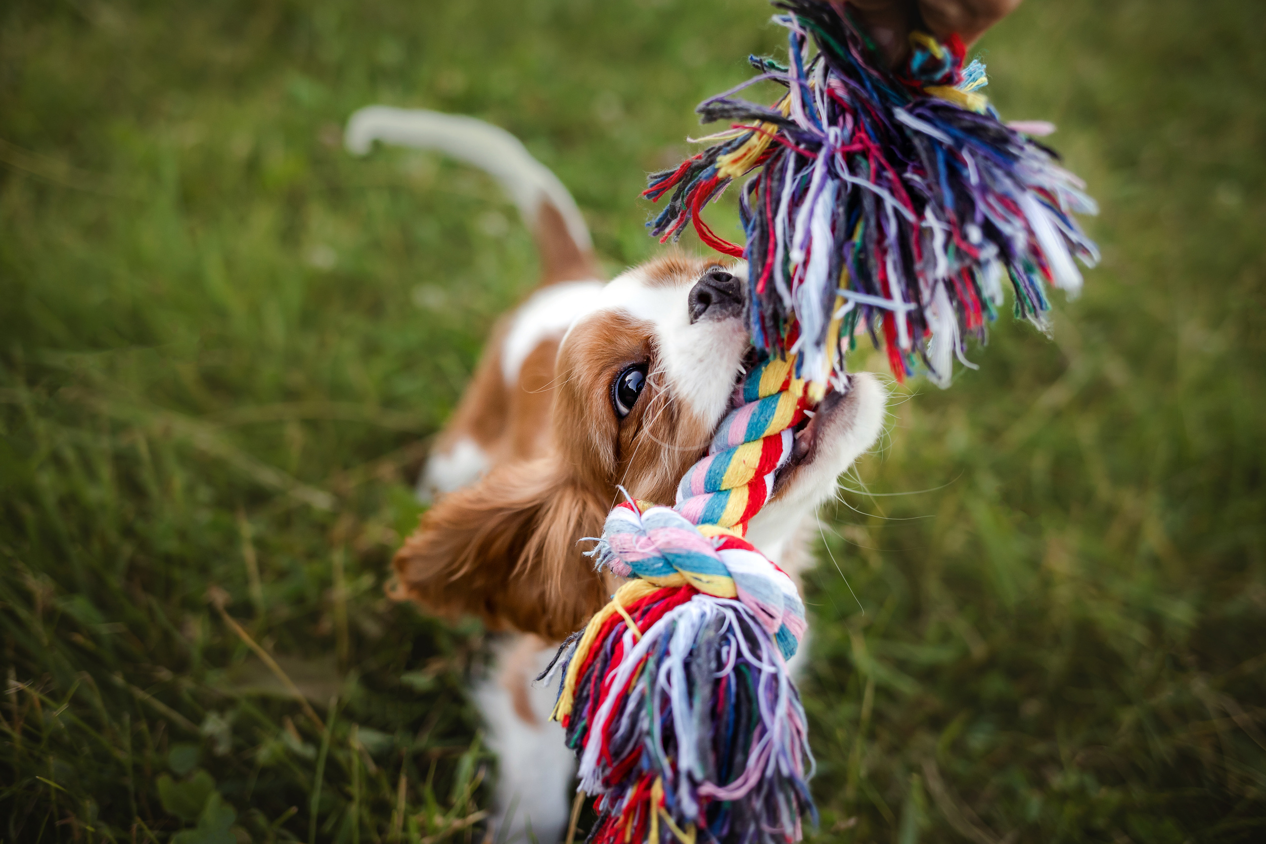 фотосессия спаниеля