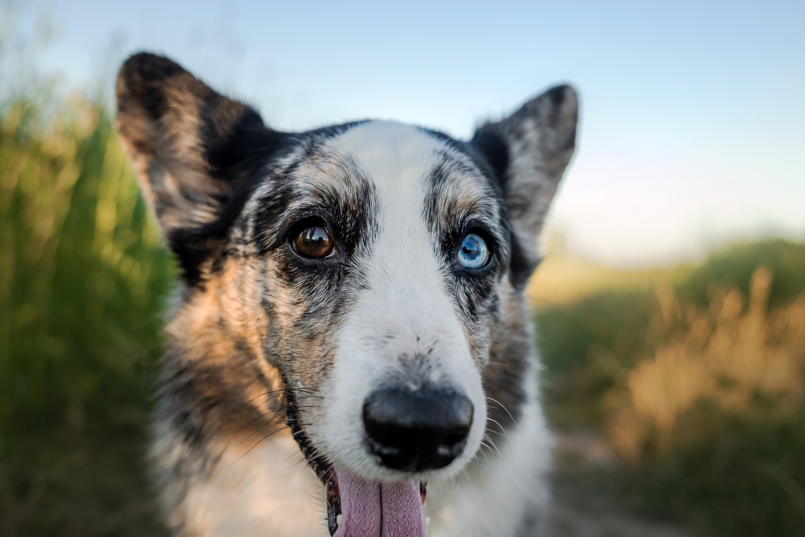 фотосессия с собакой на природе