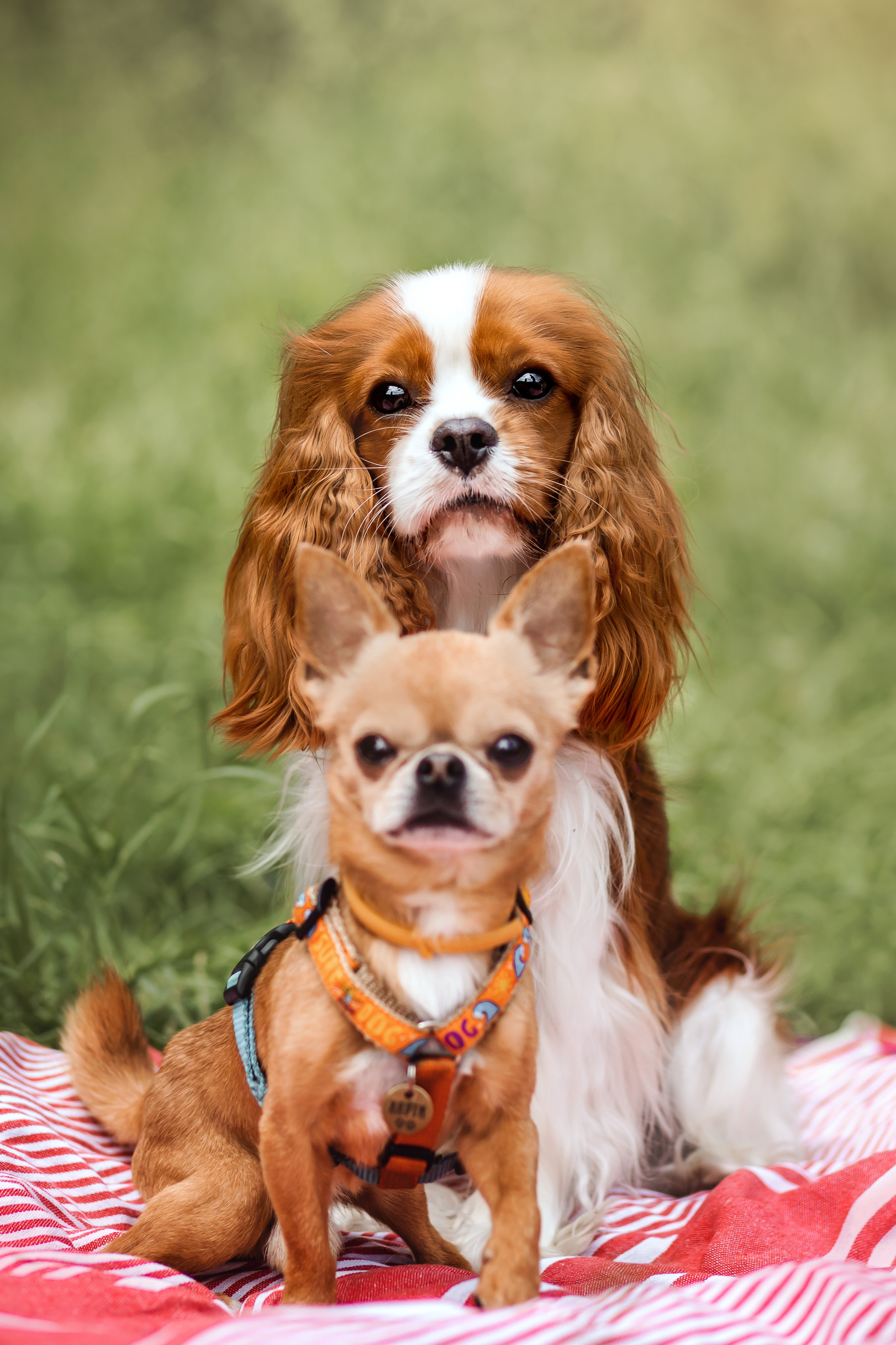 фотопикник с собакой