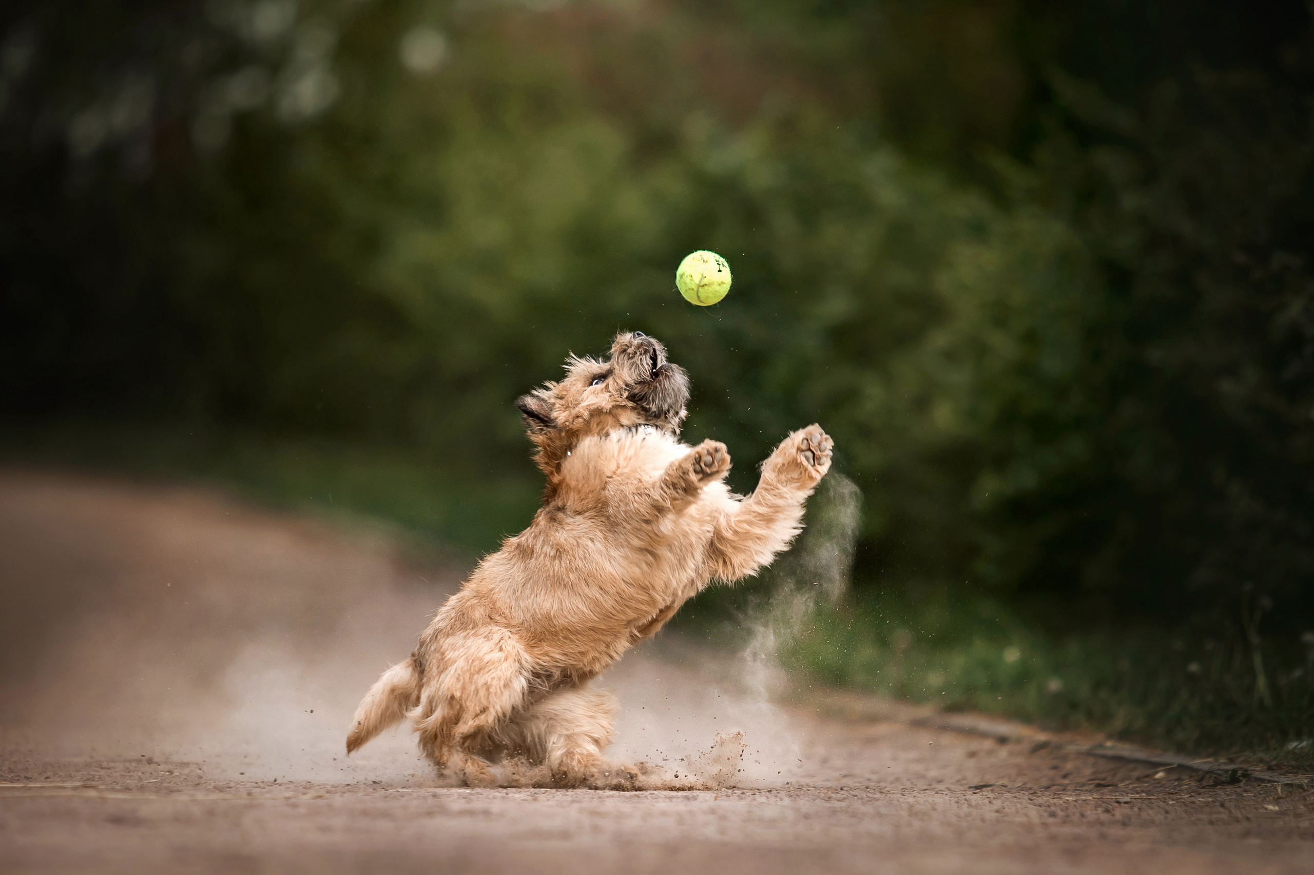 фотосессия керн-терьера