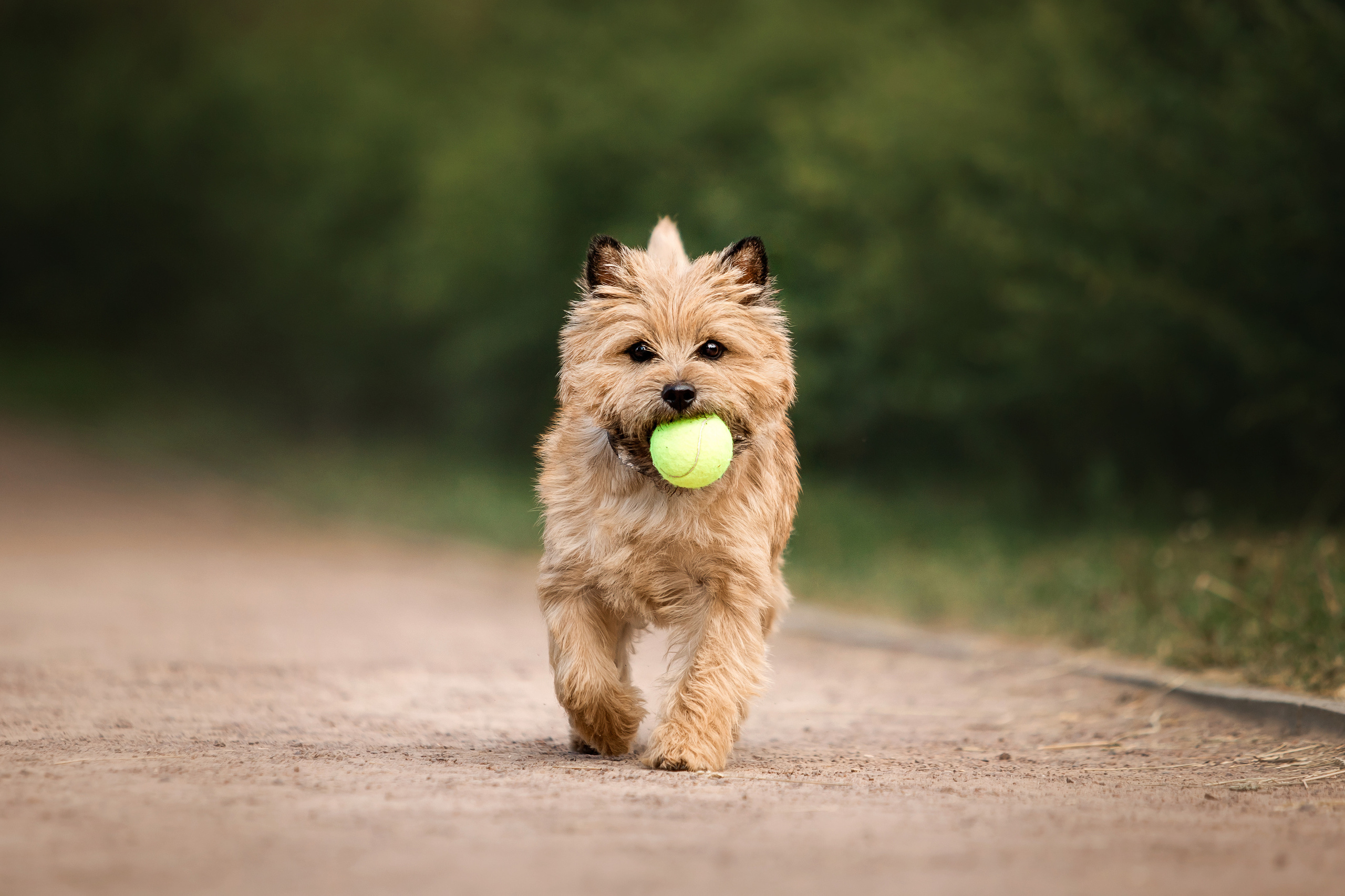 керн-терьер