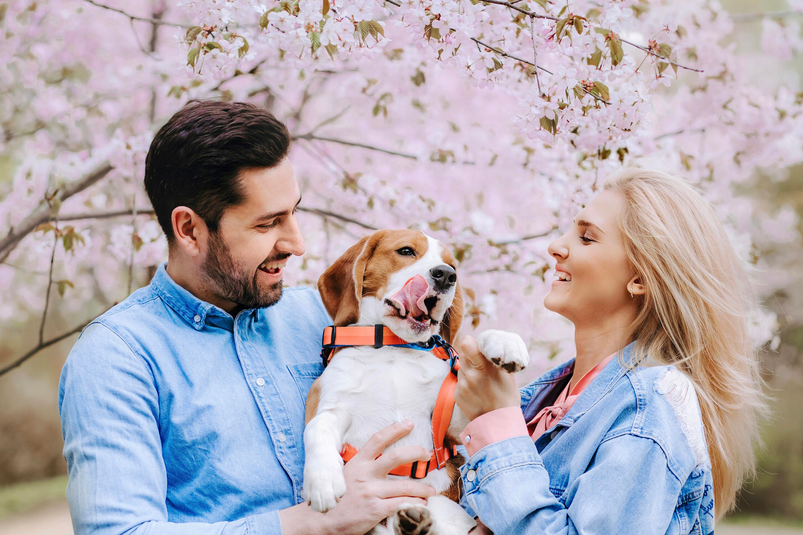 Весенняя фотосессия с собакой в цветущей сакуре 