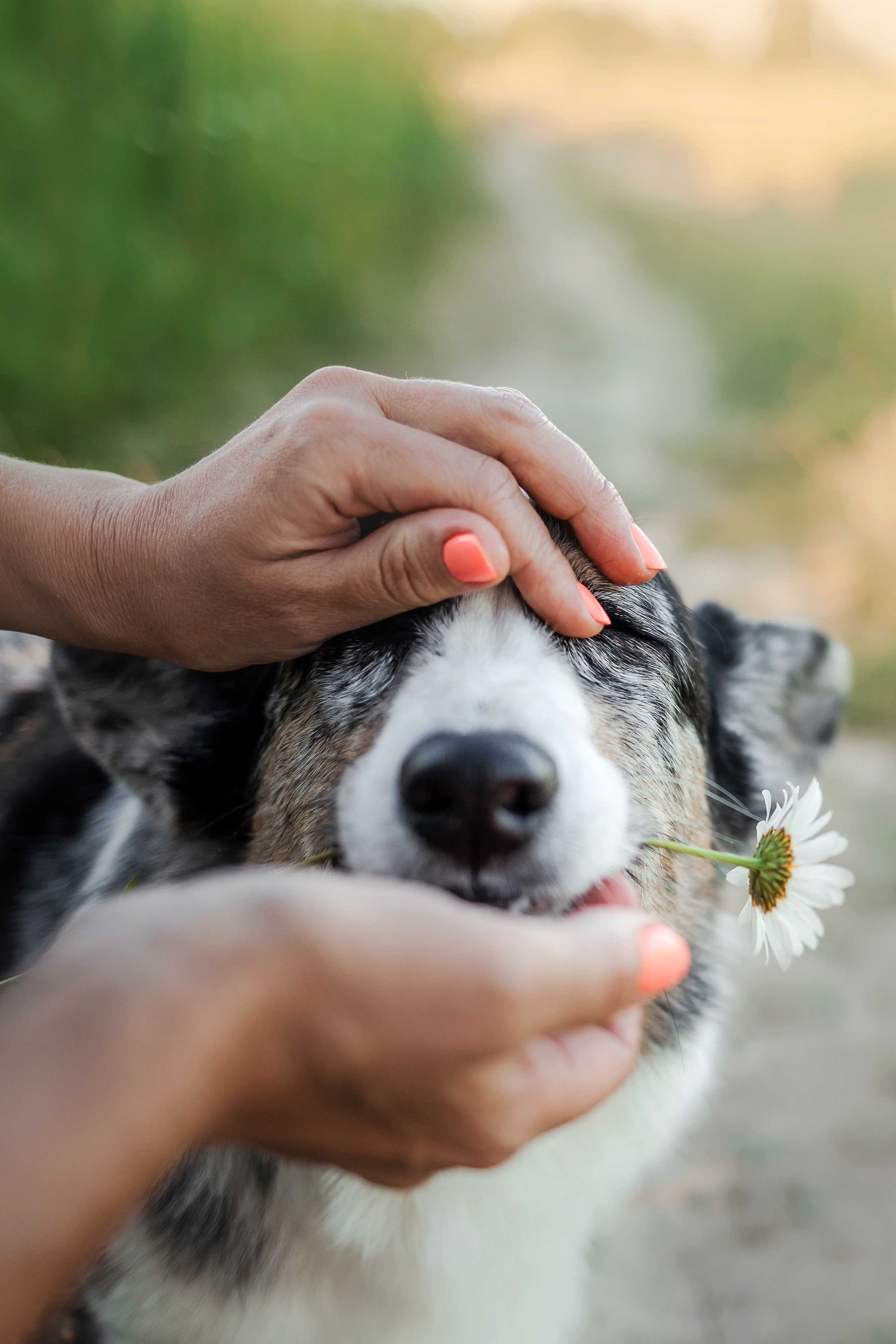 фотосессия с собакой на природе