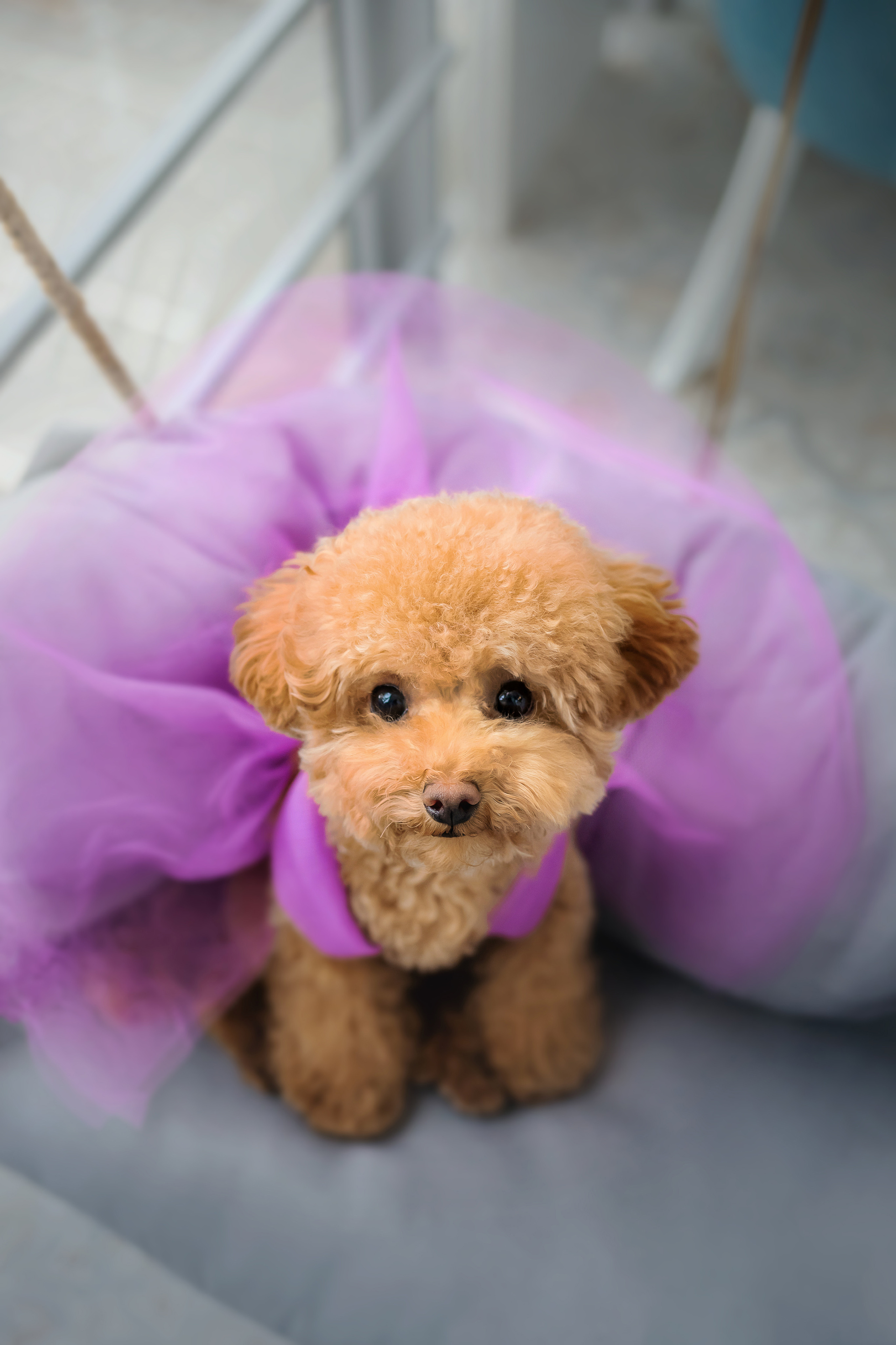 Фотосессия дня рождения собаки