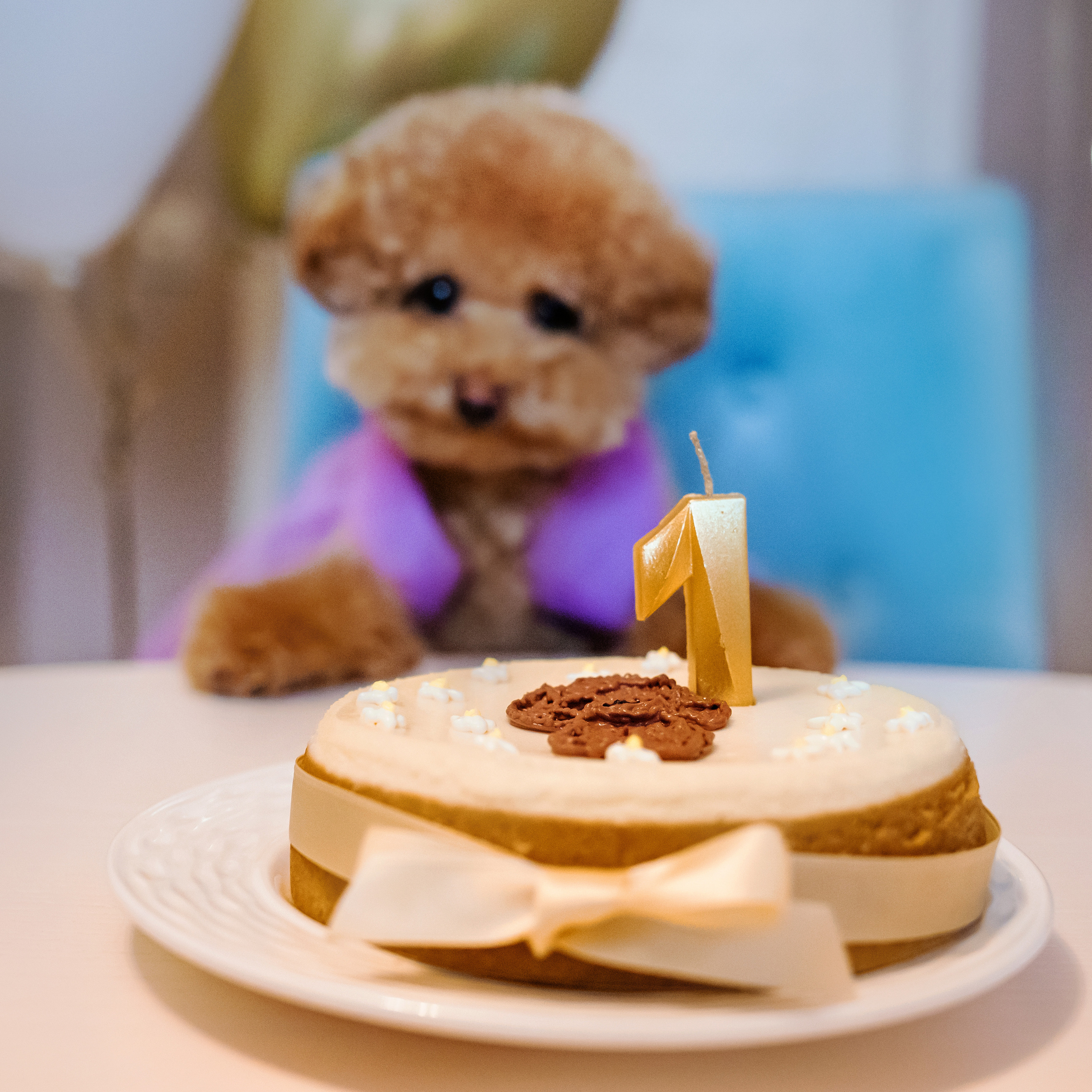 Фотосессия дня рождения собаки