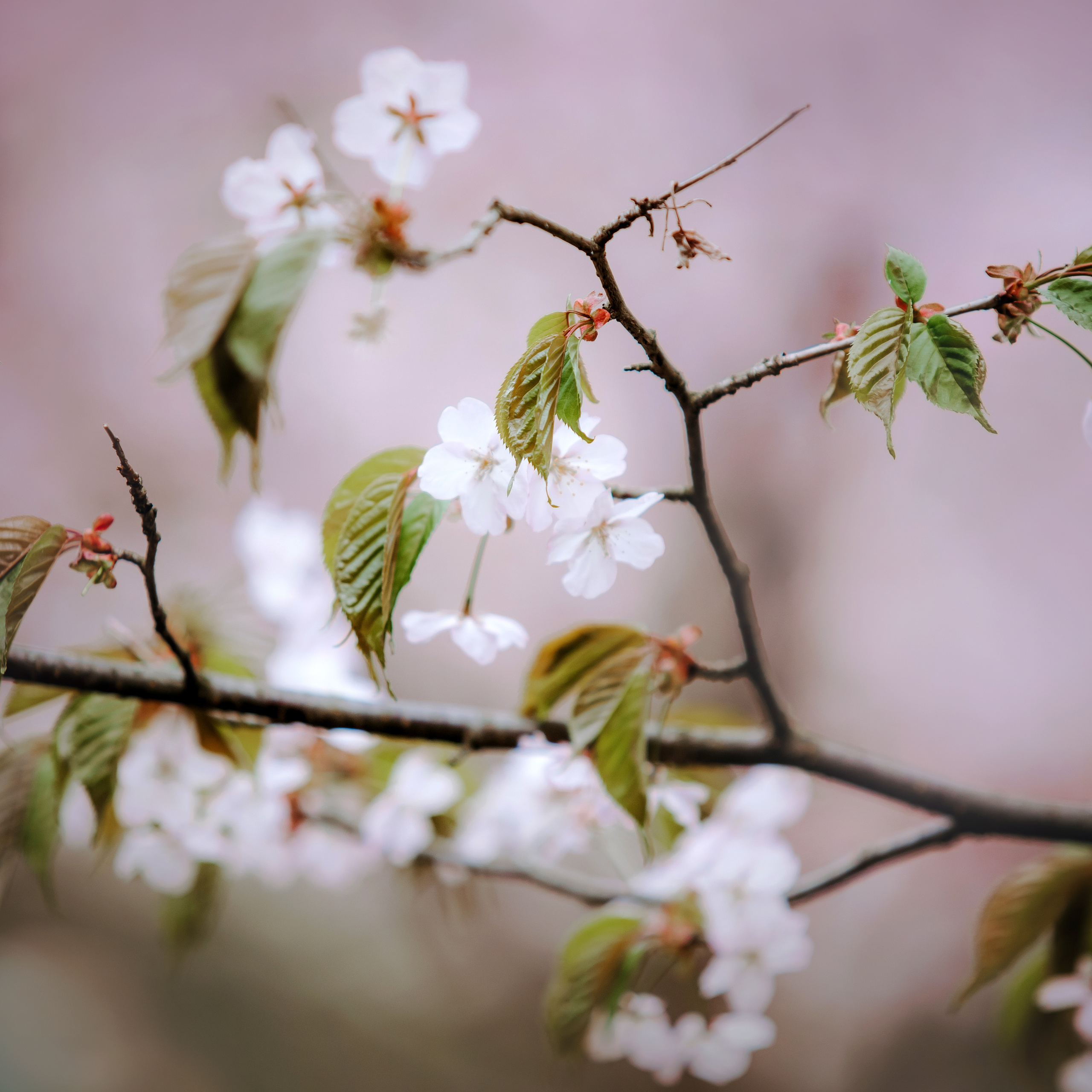 Фотопрогулка в бирюлевском дендропарке 