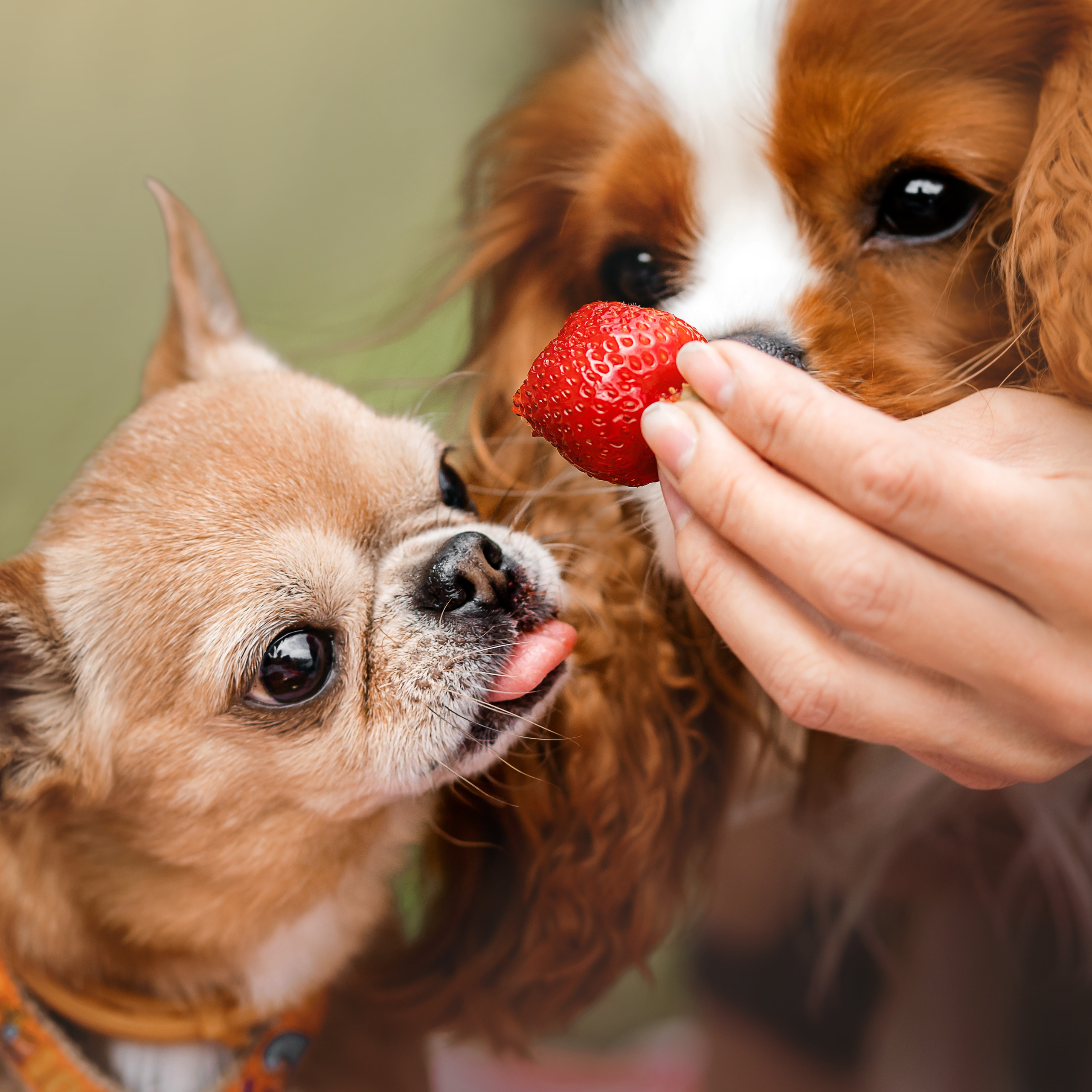 фотопикник с собакой