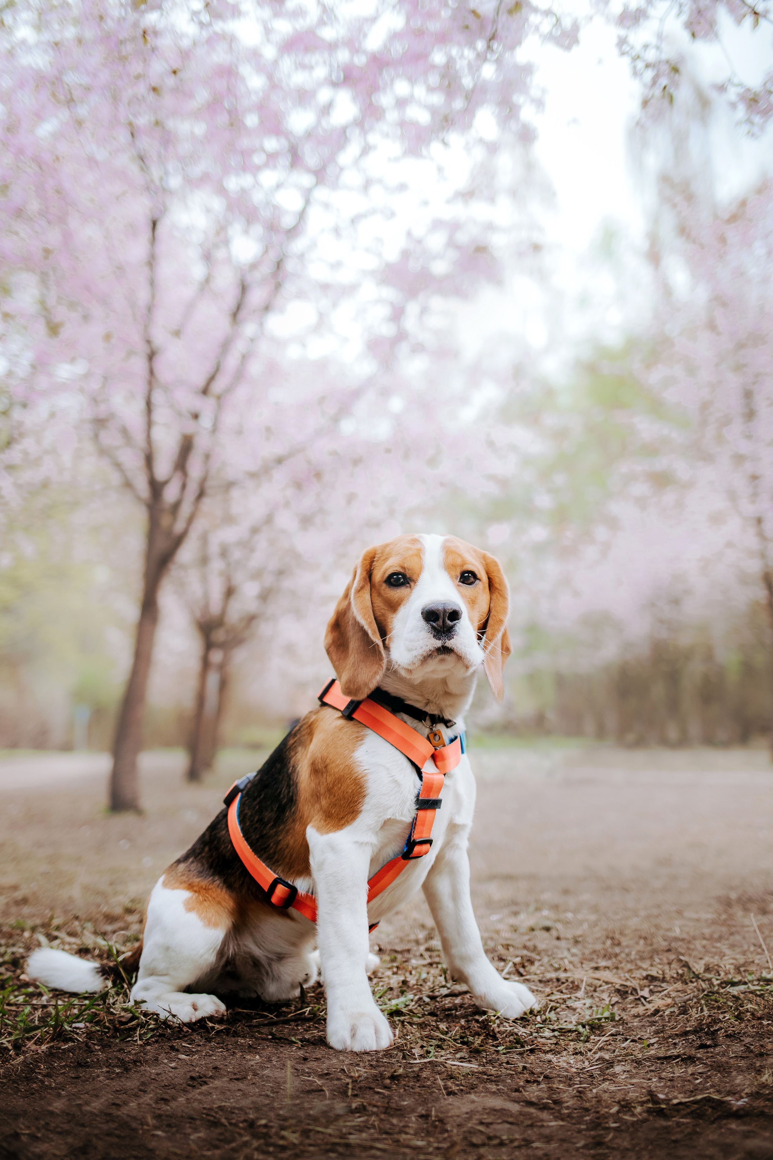 Весенняя фотосессия с собакой в цветущей сакуре 