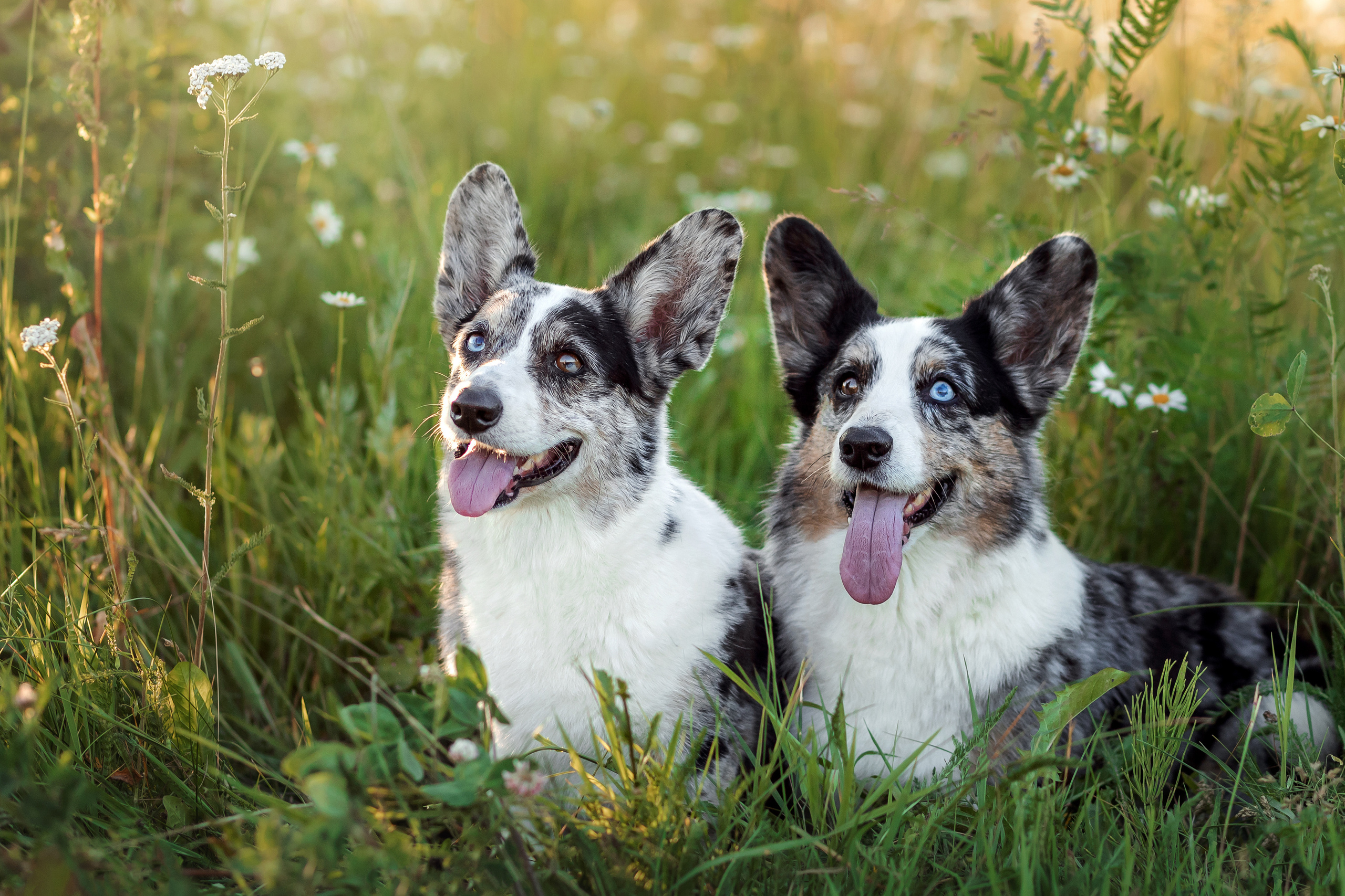 фотосессия собаки