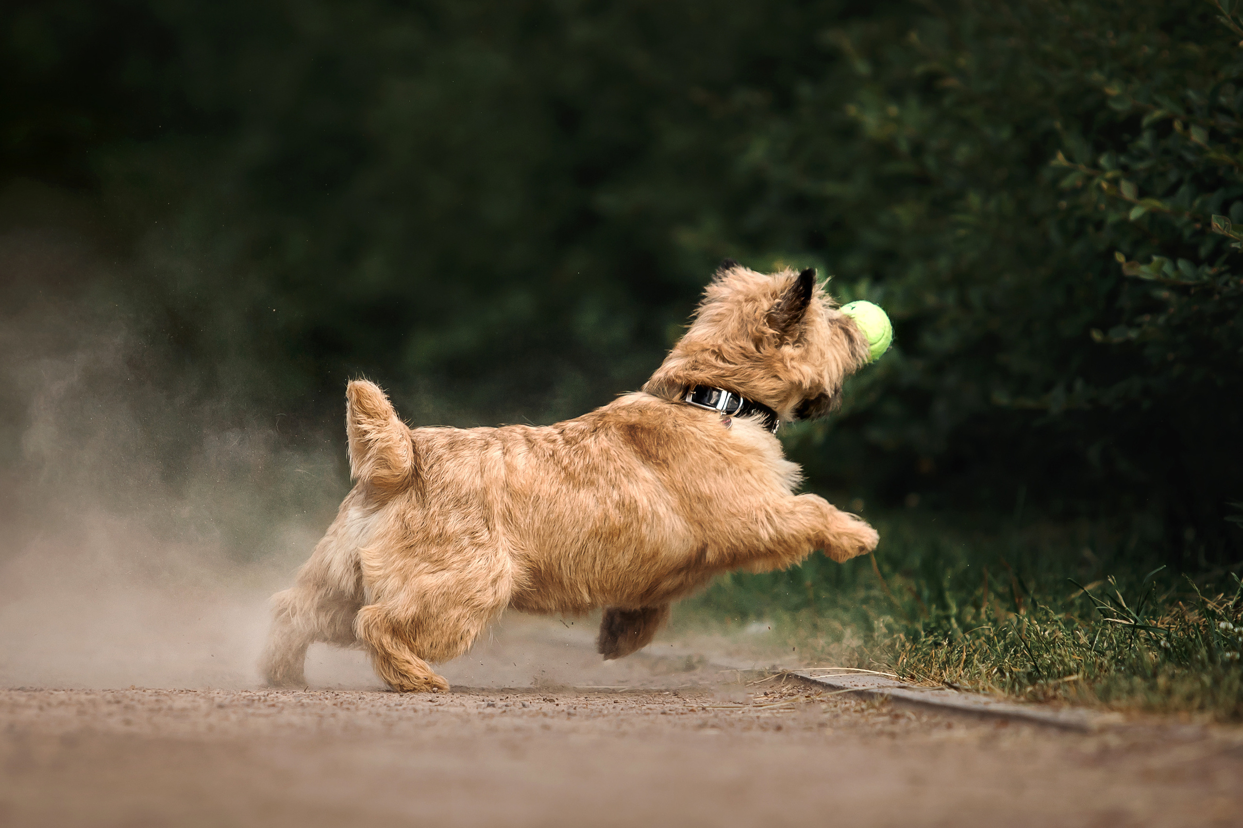 фотосессия керн-терьера