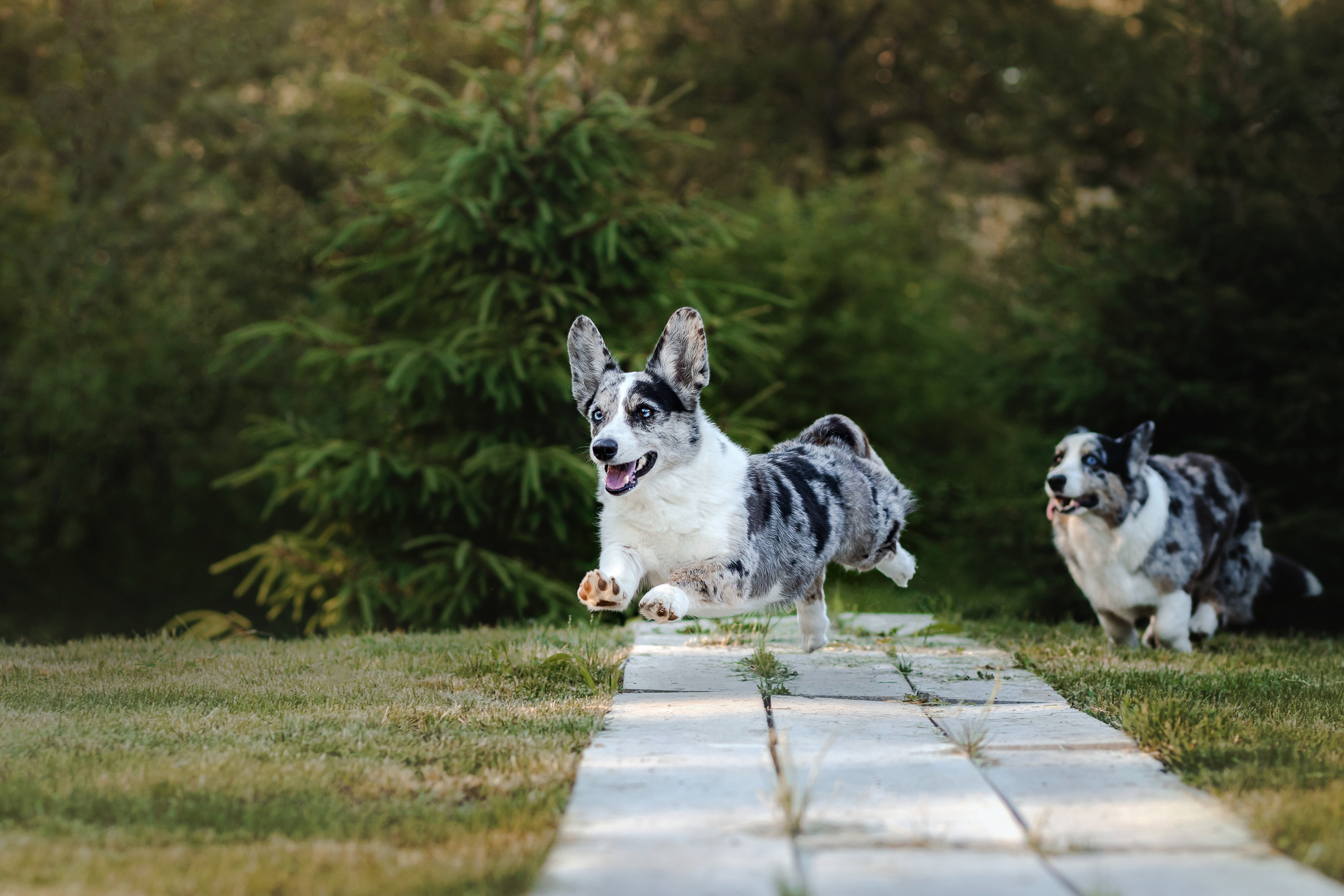 фотограф собак москва