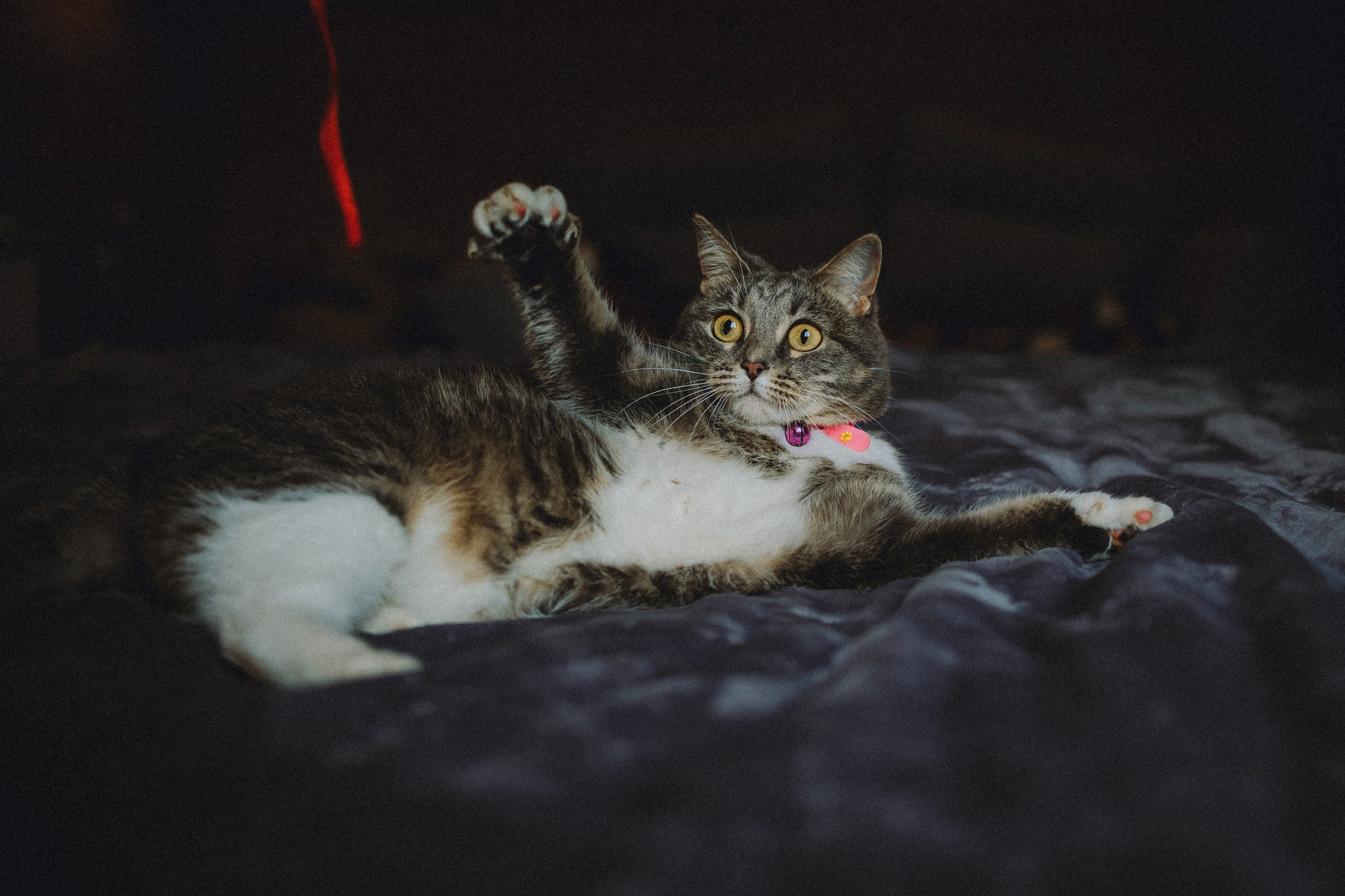 Леброн, Муся и их семья