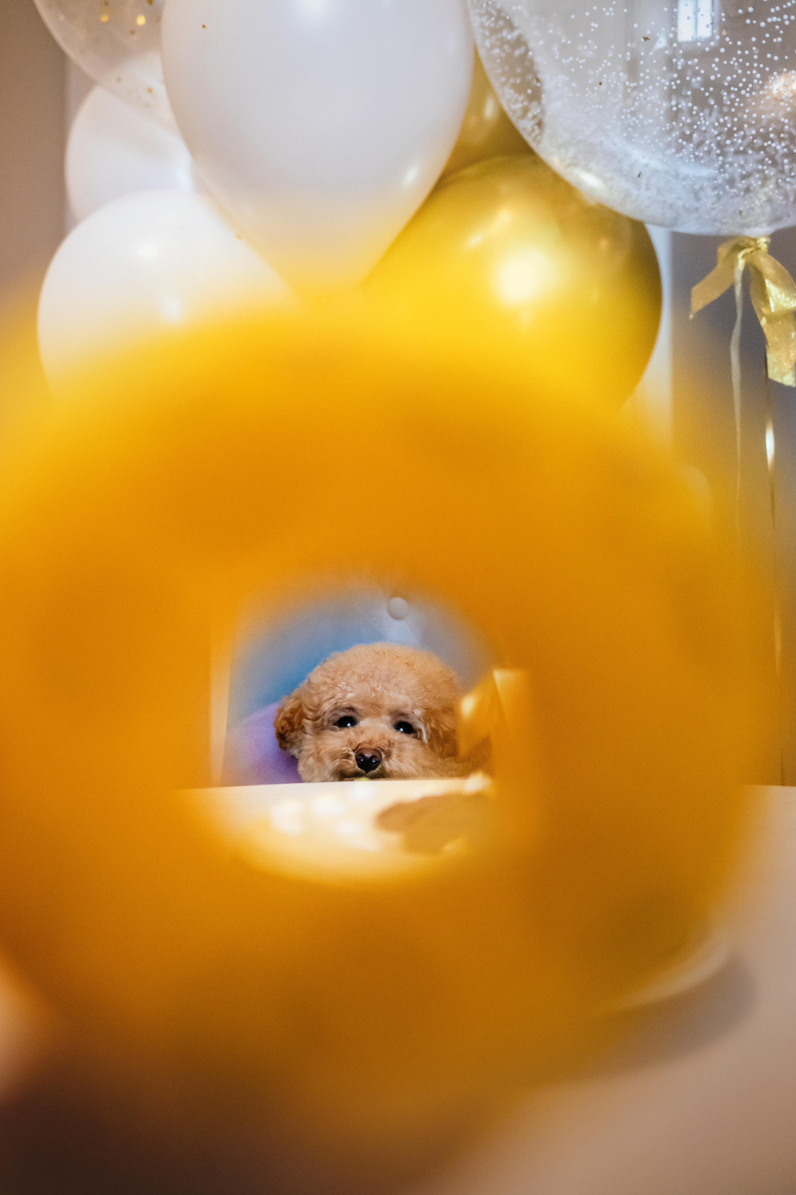 Фотосессия дня рождения собаки