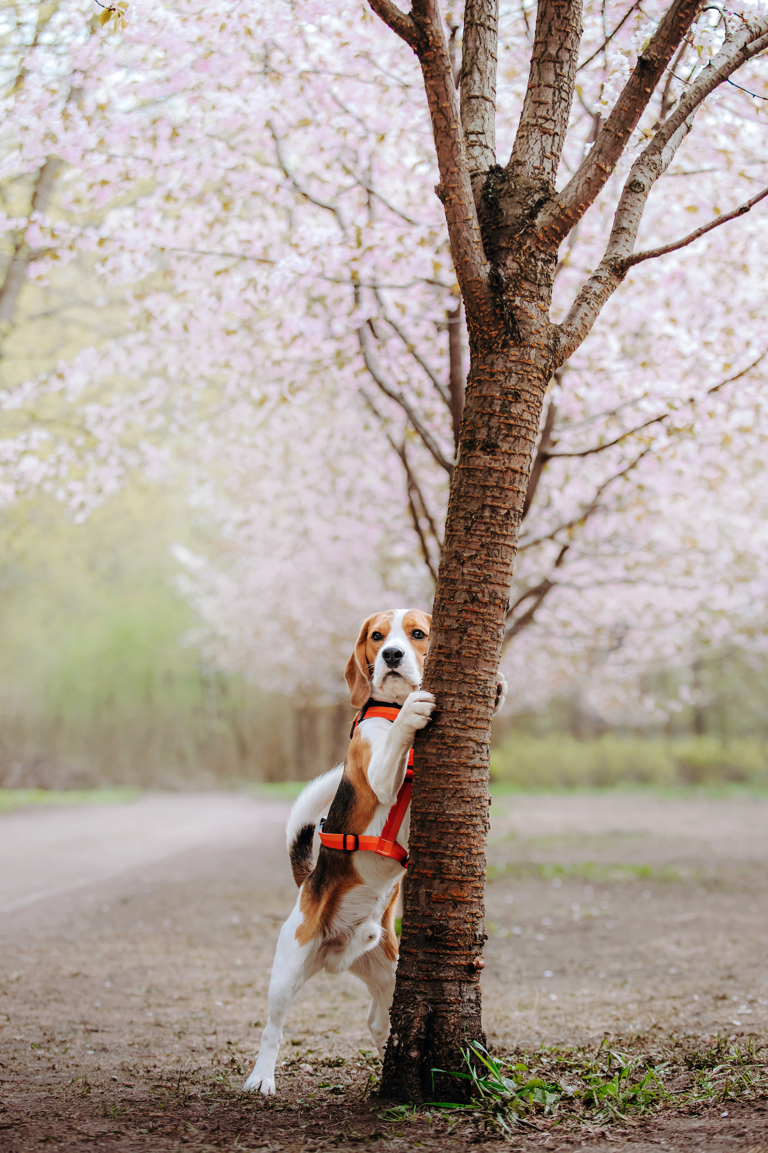 Весенняя фотосессия с собакой в цветущей сакуре 