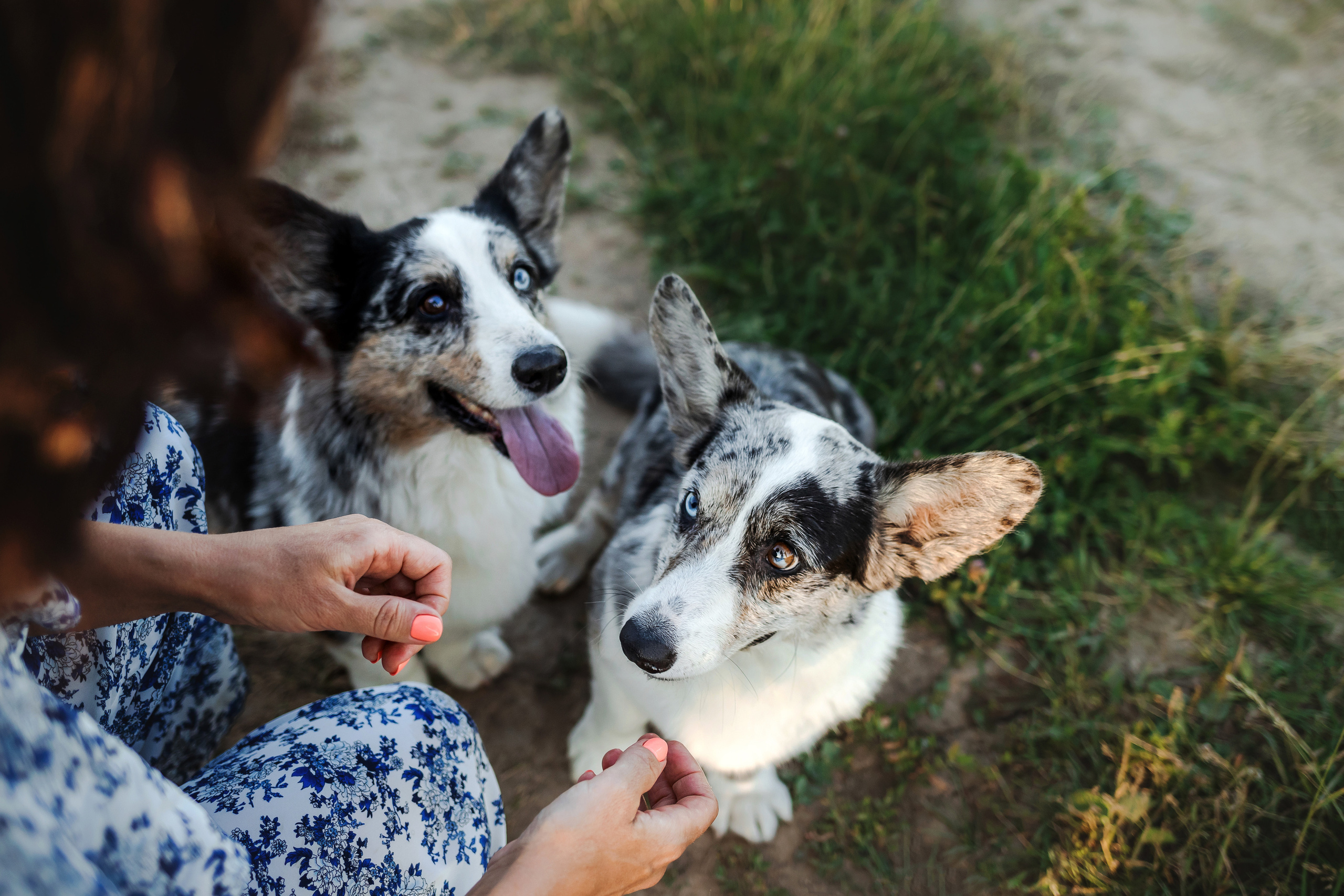 фотосессия с собакой на природе
