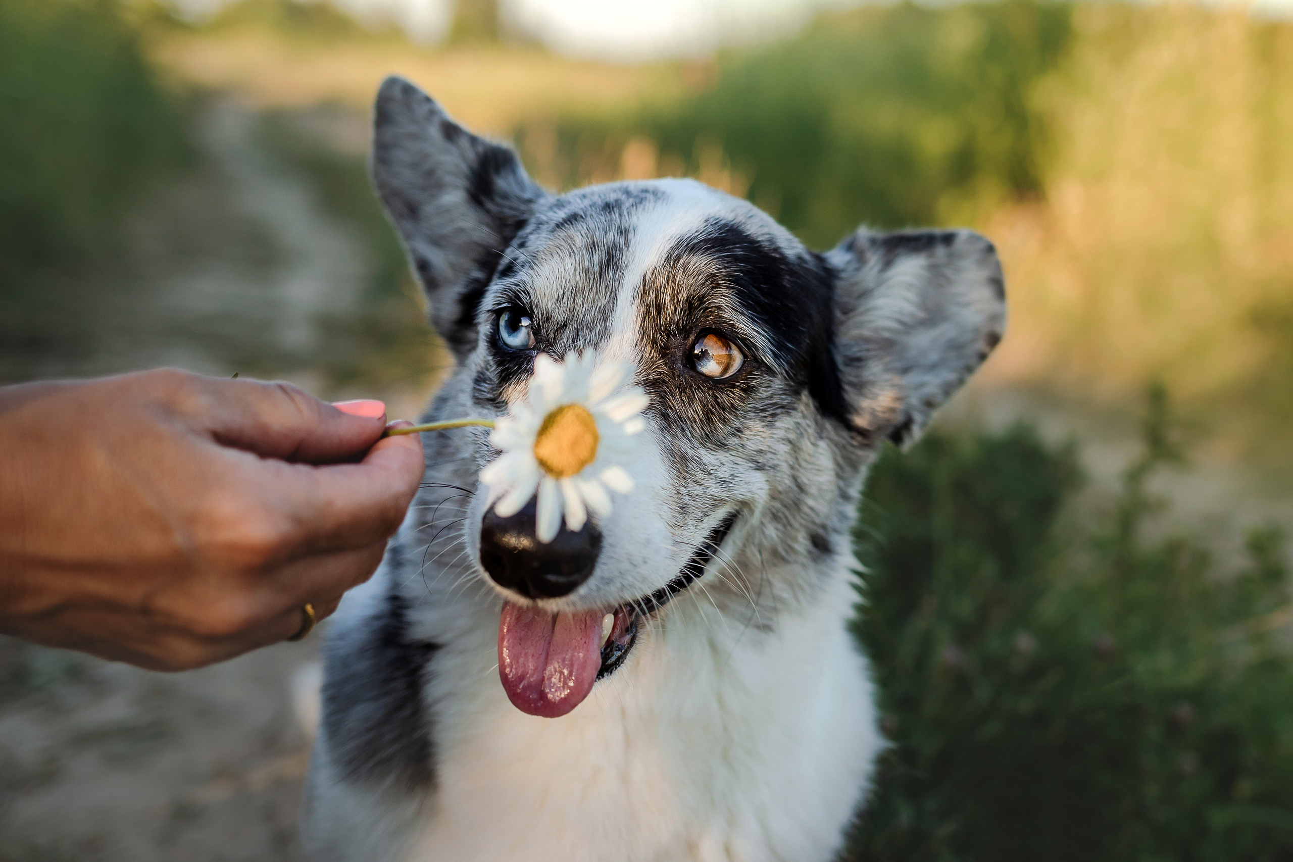 фотосессия с собакой на природе