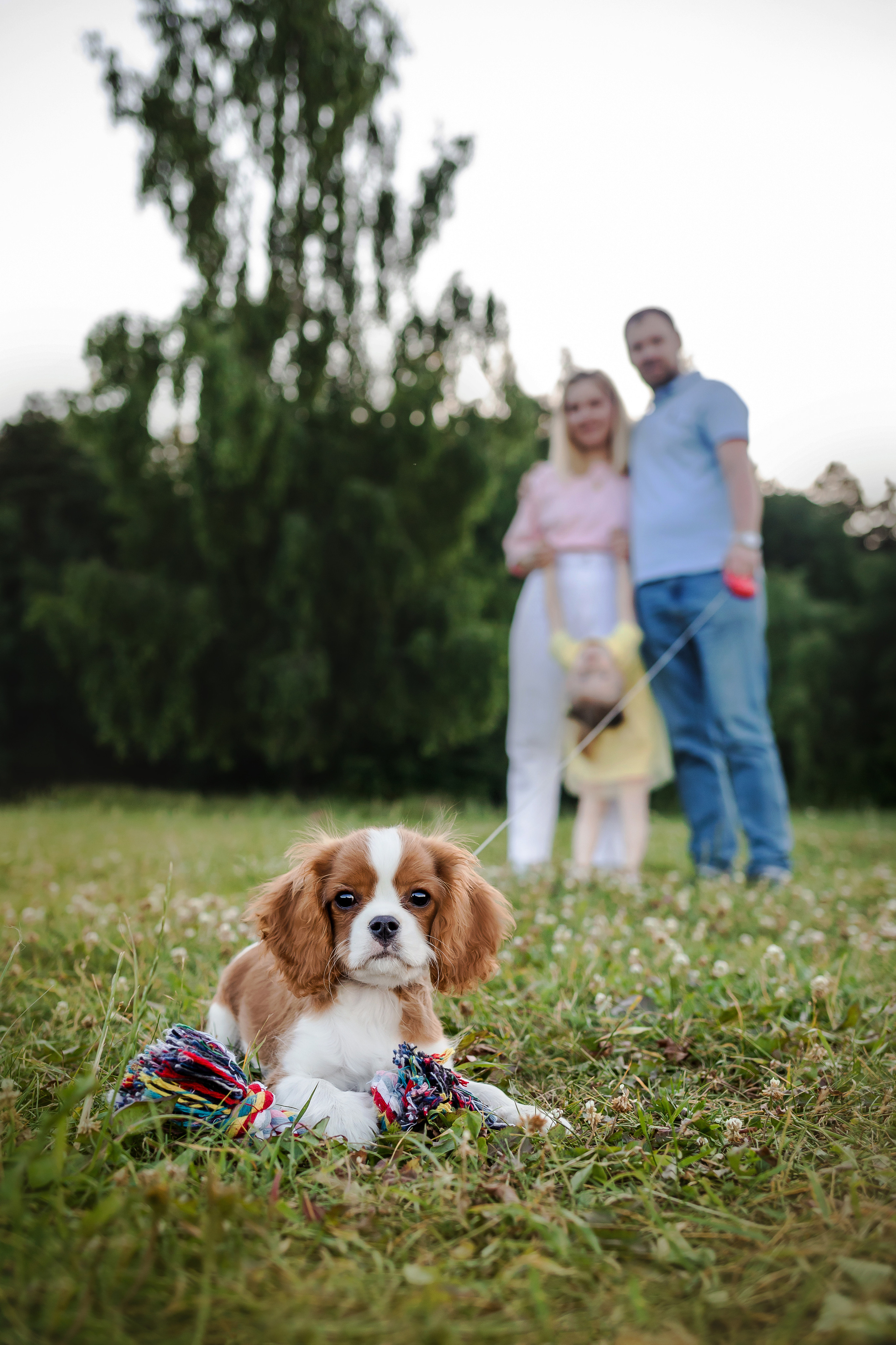 фотосессия спаниеля
