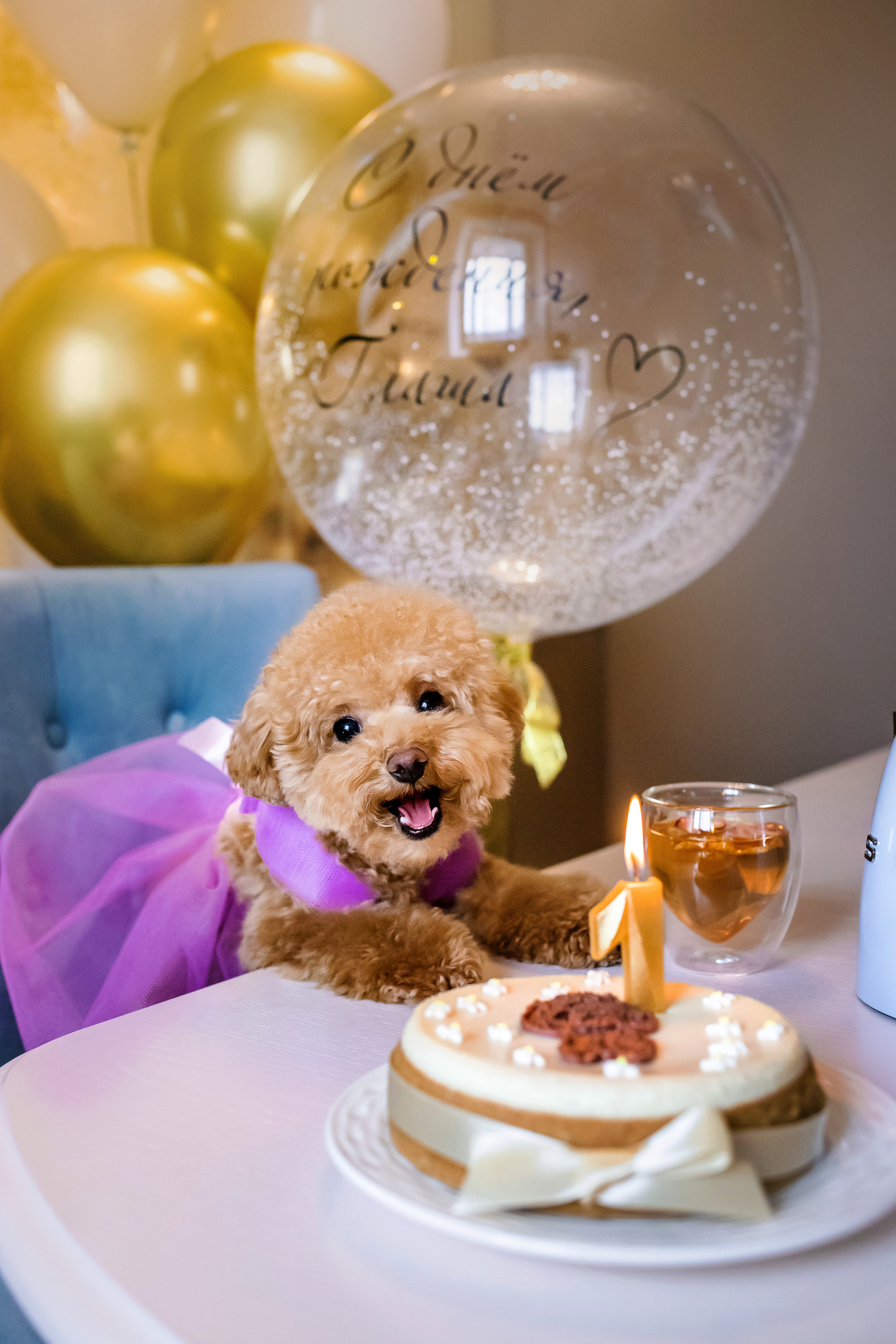 Фотосессия дня рождения собаки