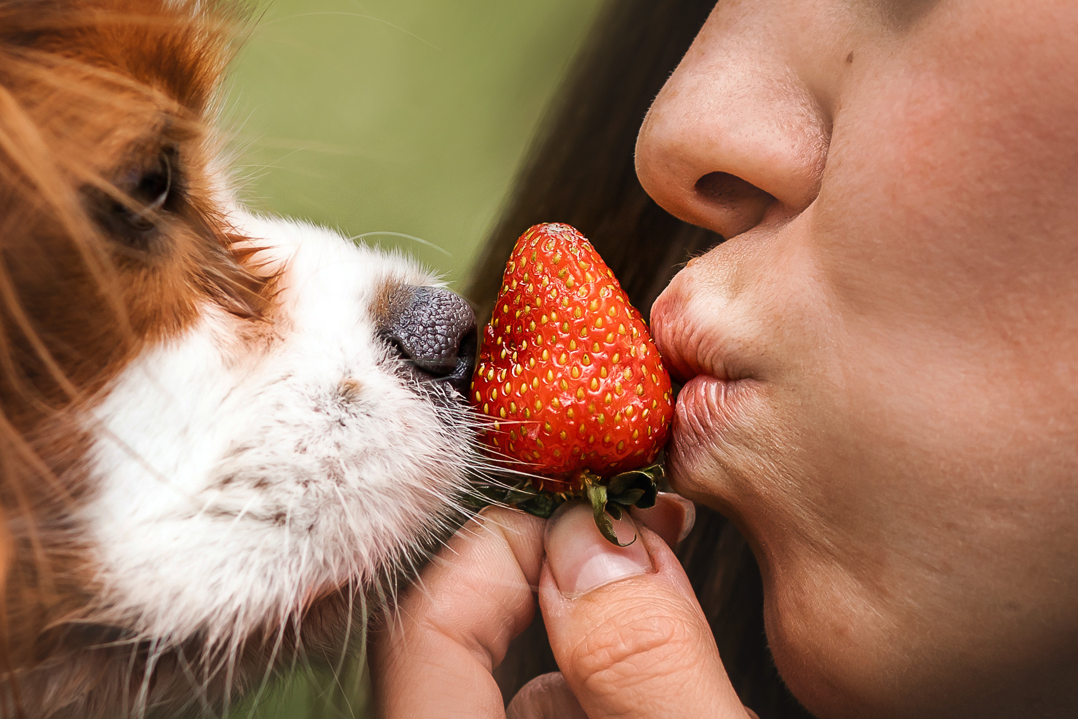 фотопикник с собакой