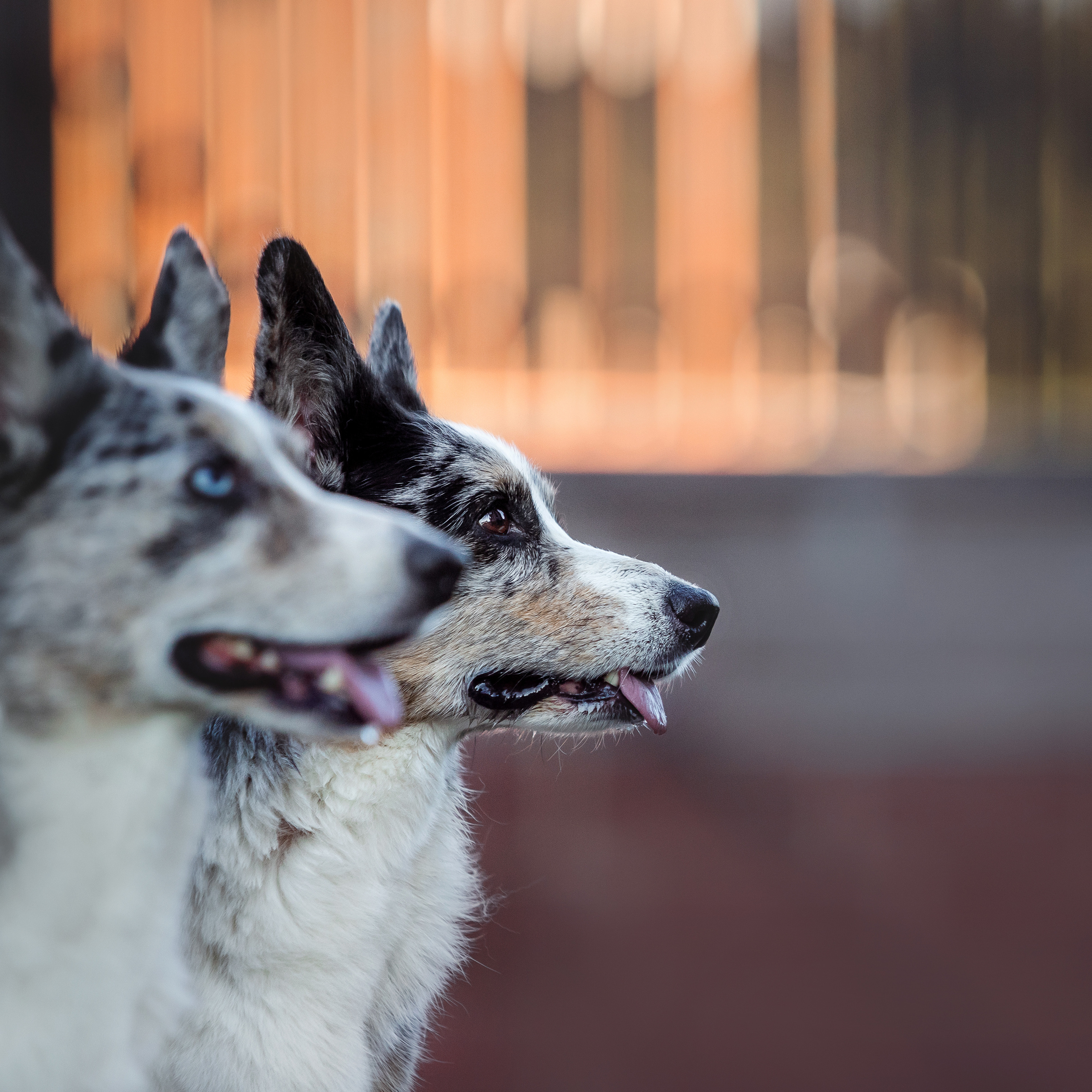 фотограф собак москва