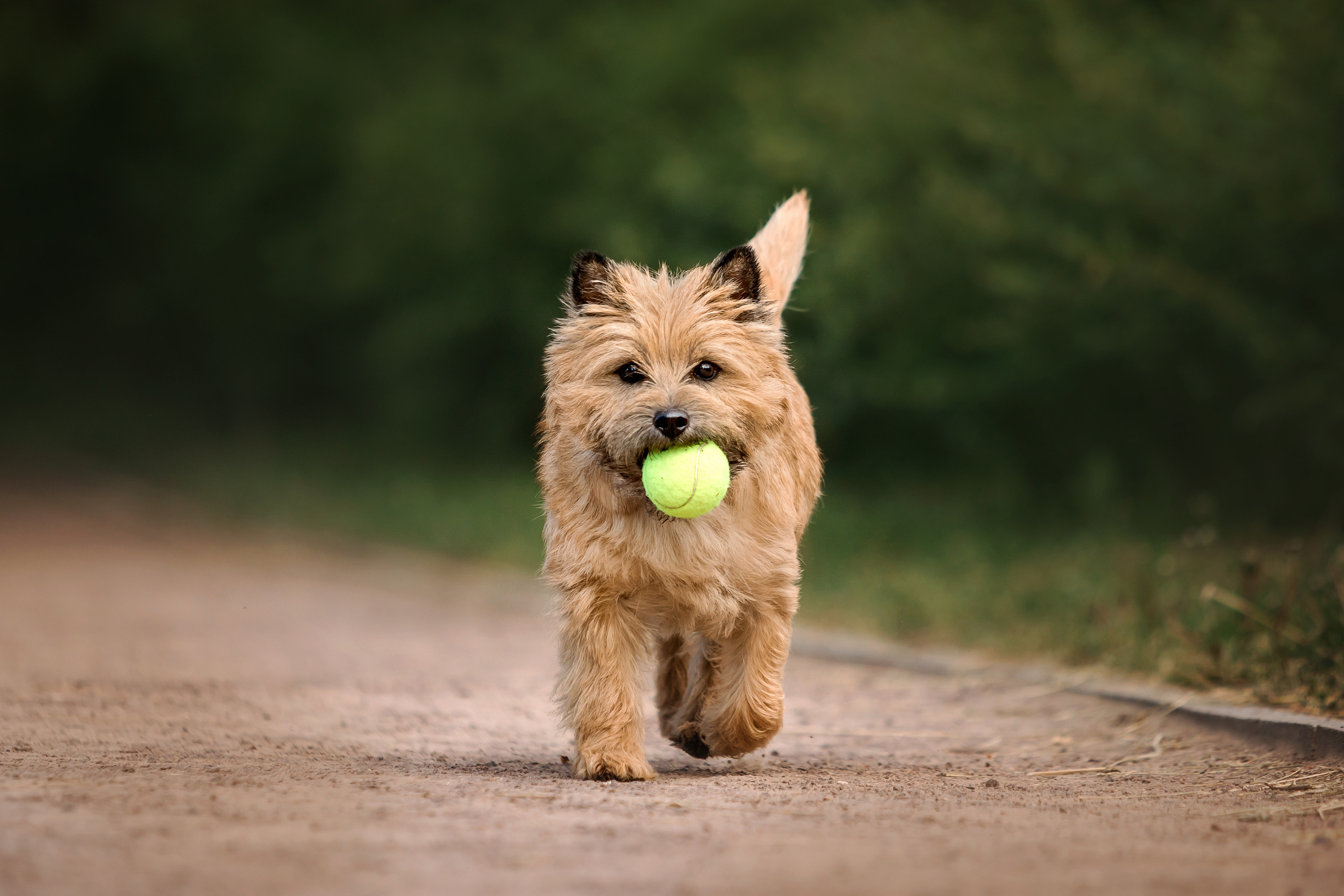 керн-терьер