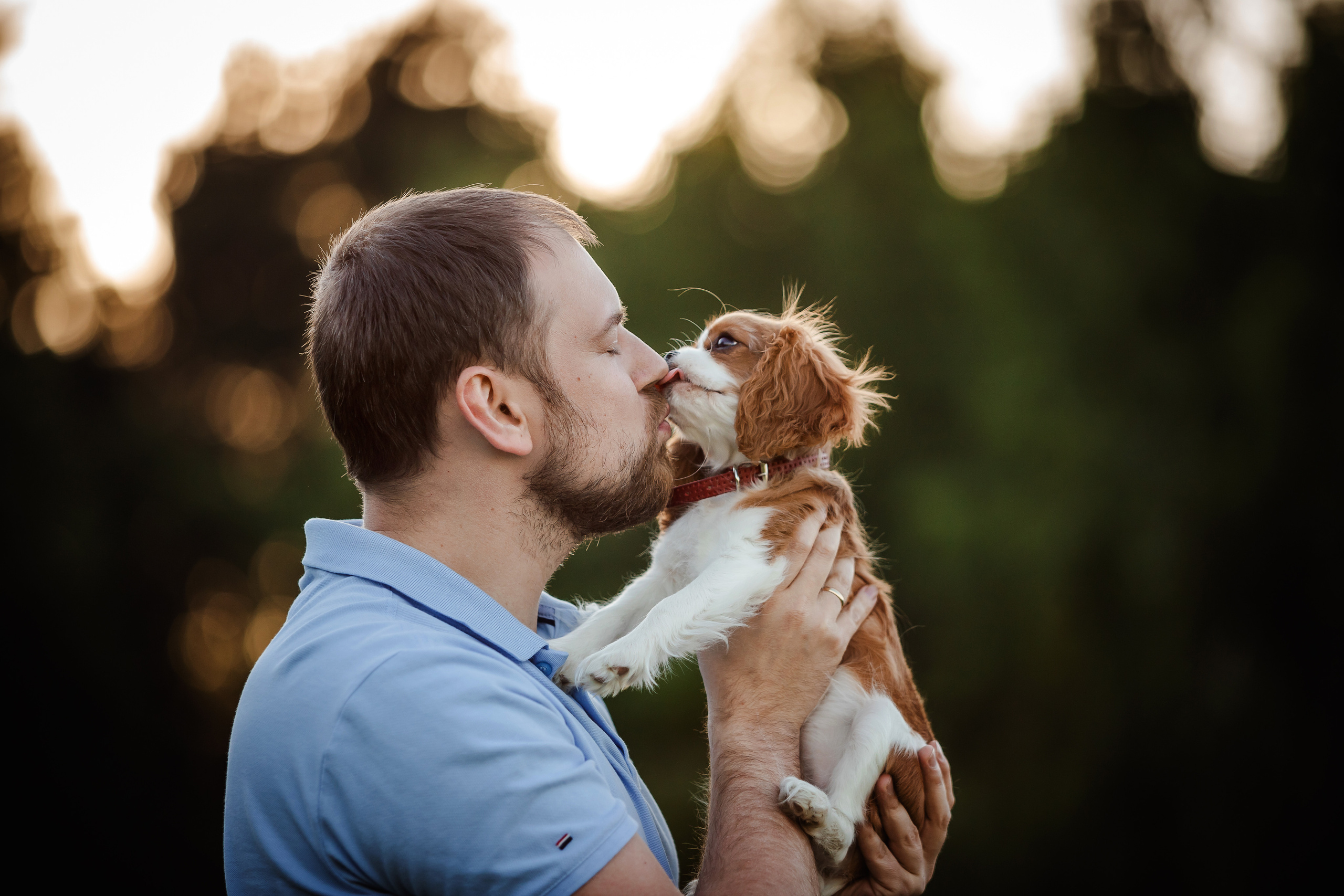 фотосессия спаниеля в бутово 
