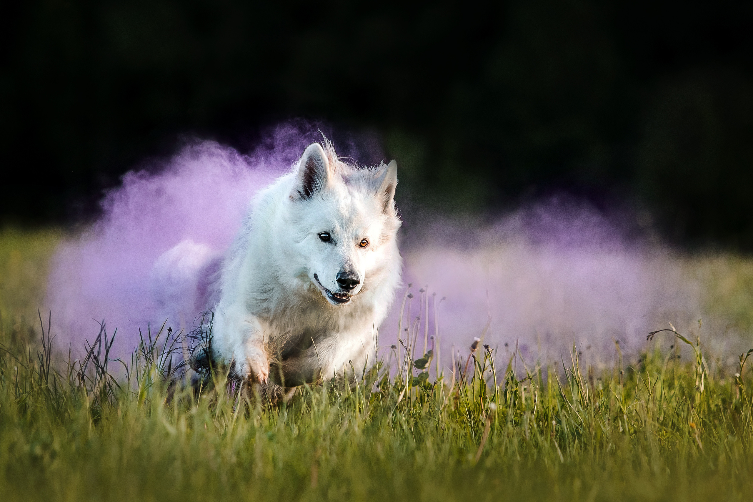 фотосессия собаки с красками холи