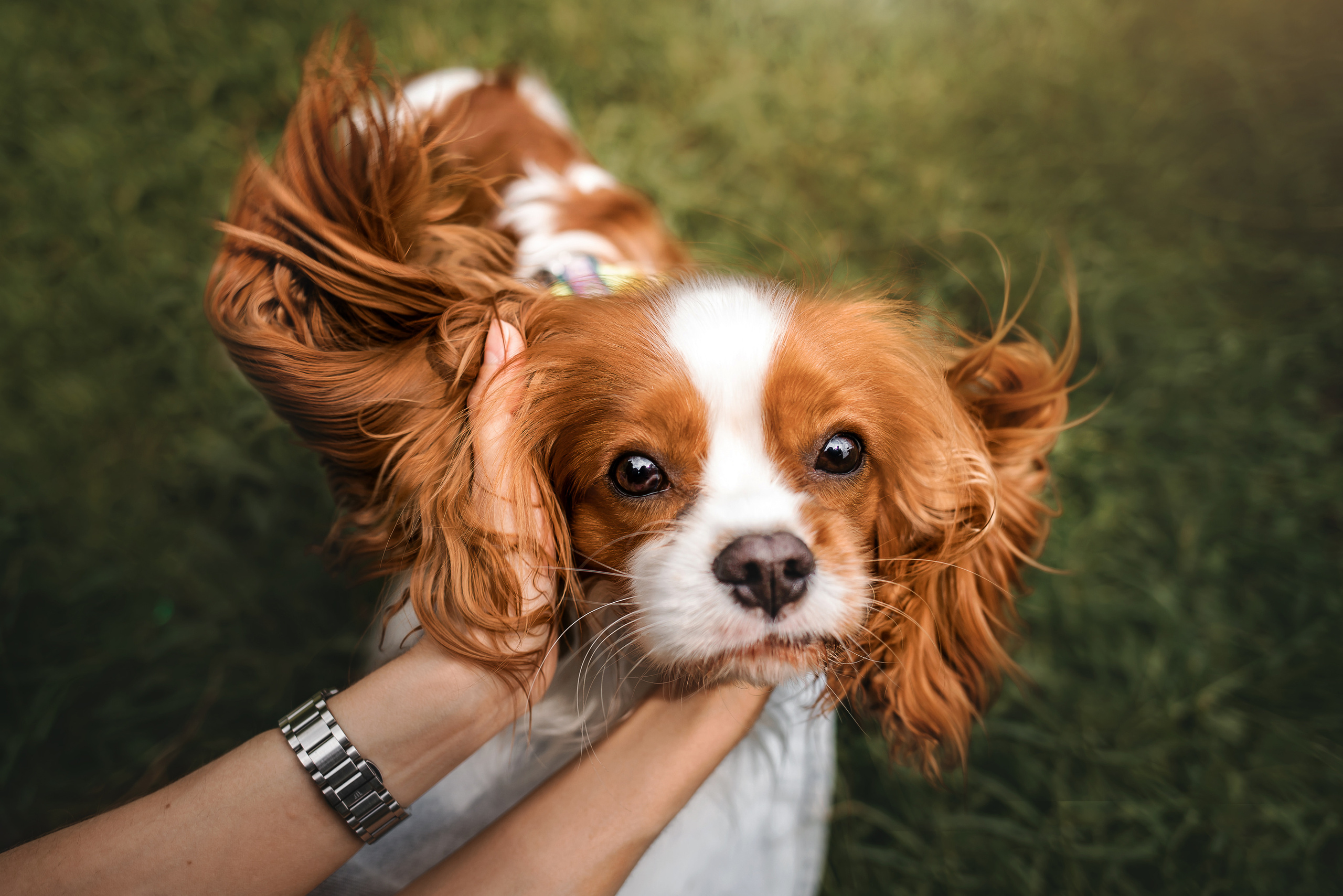 фотосессия с собакой