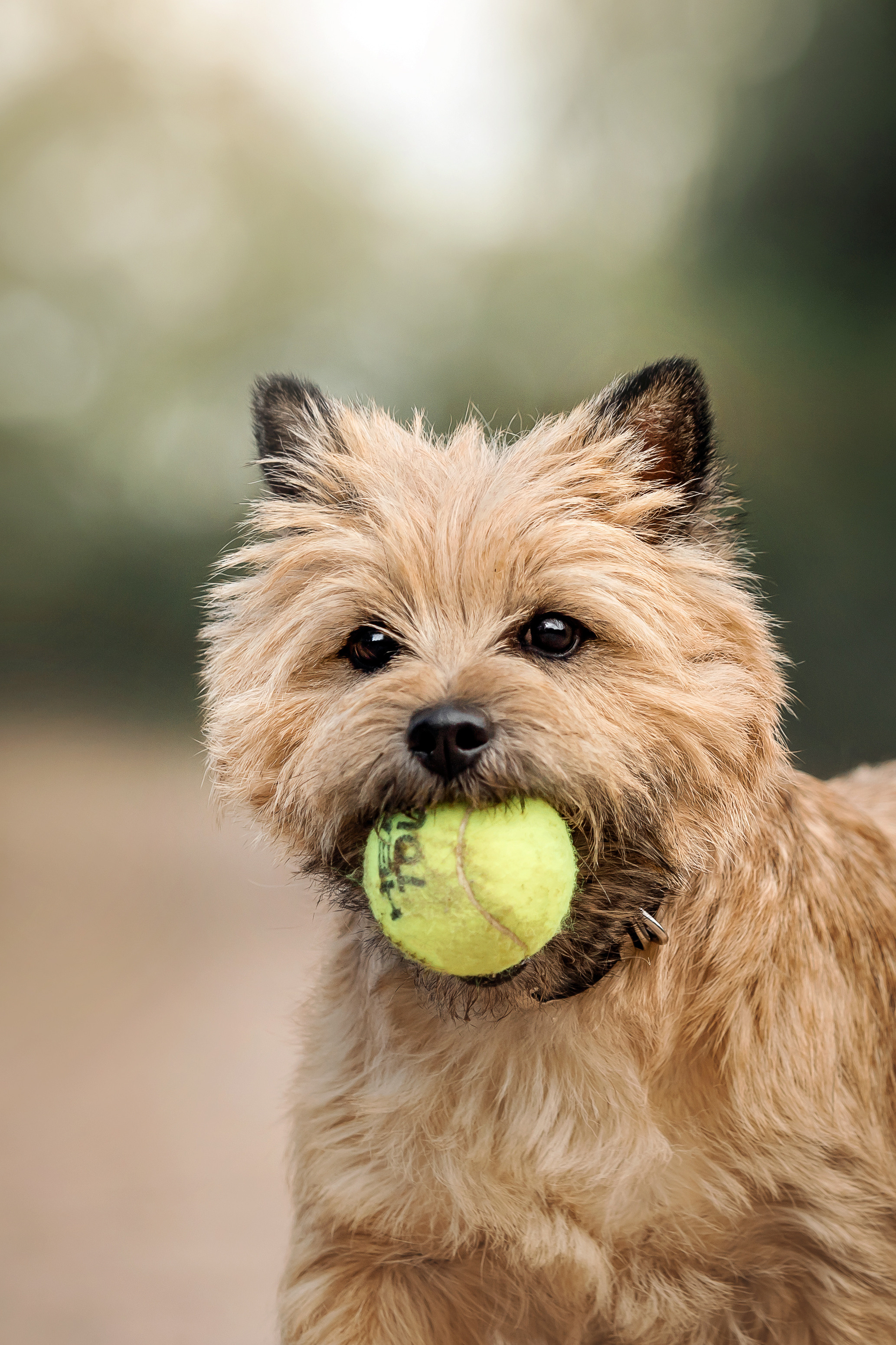 керн-терьер