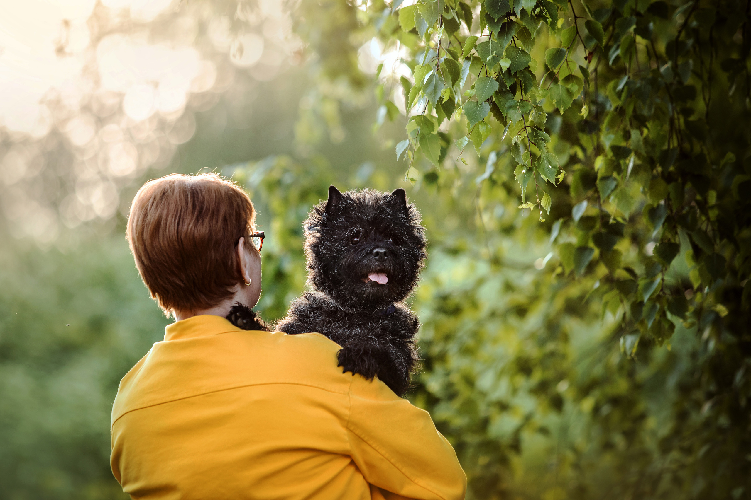 керн-терьер