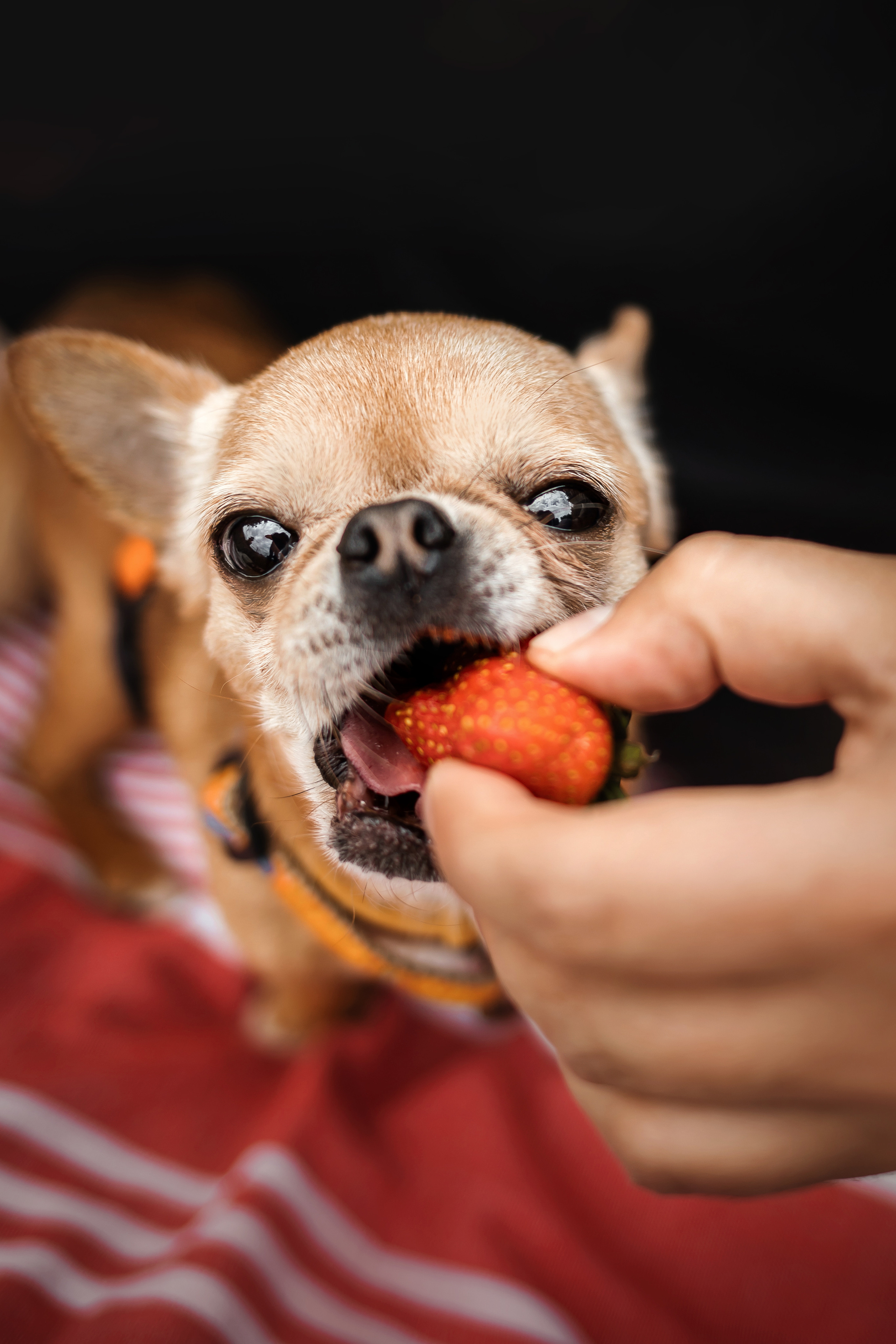 фотосессия с собакой