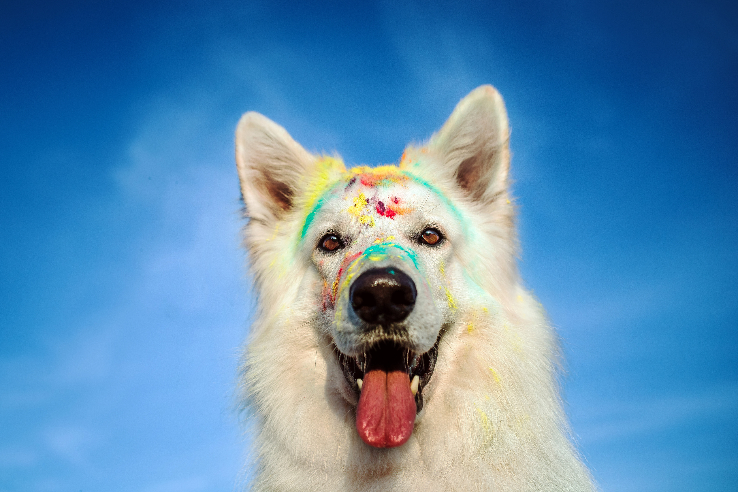 фотосессия с красками холи