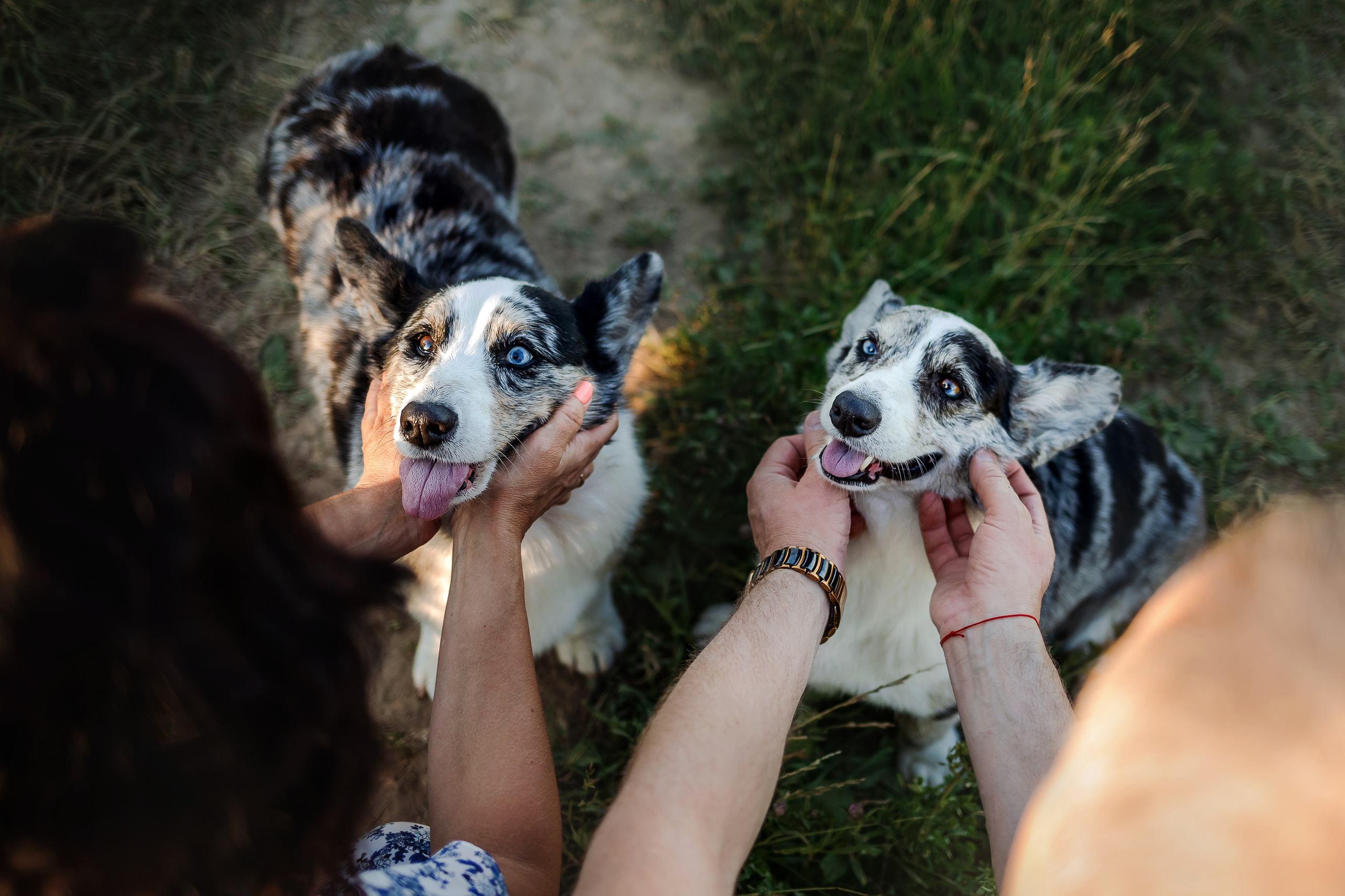 фотосессия с собакой на природе