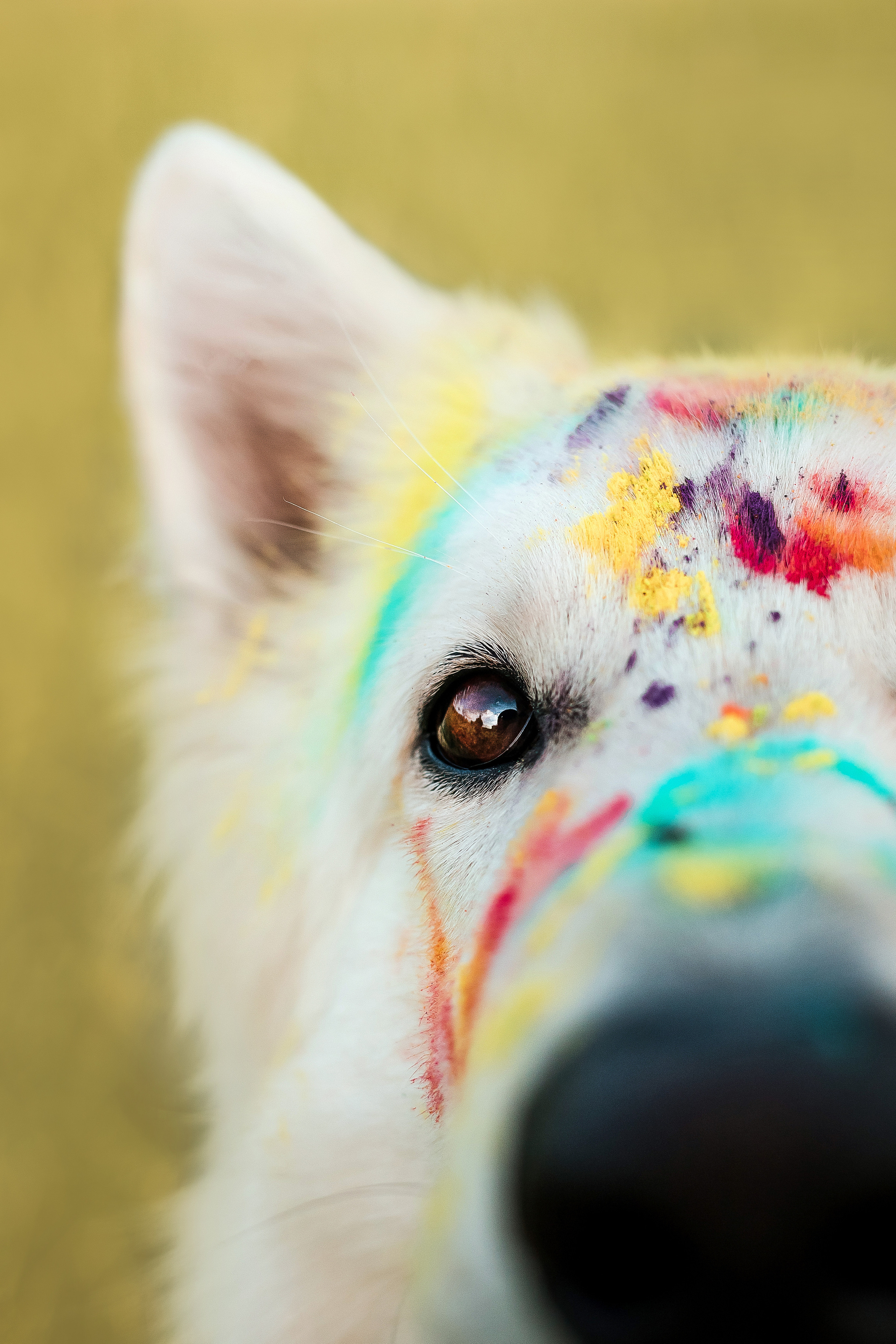 фотосессия собаки с красками холи