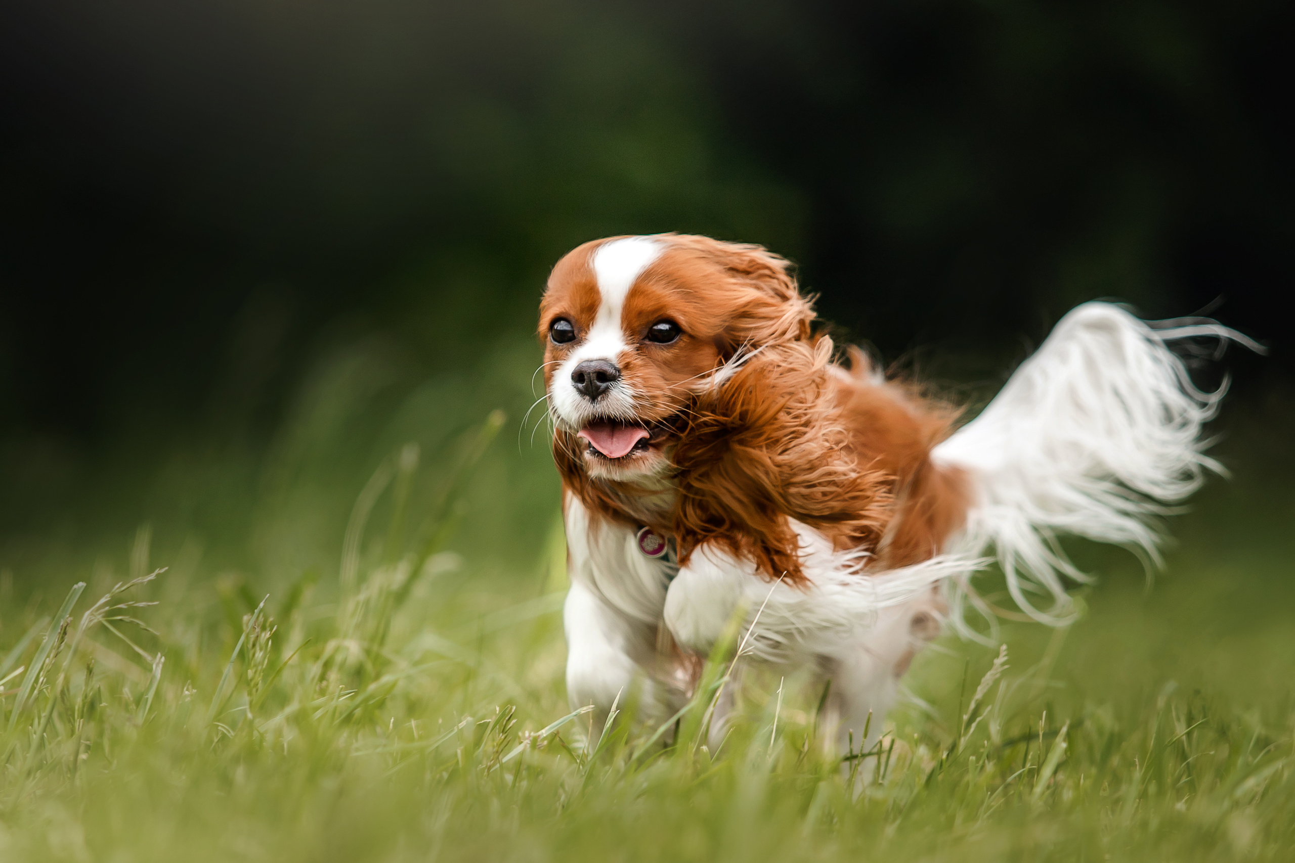 спаниель на природе