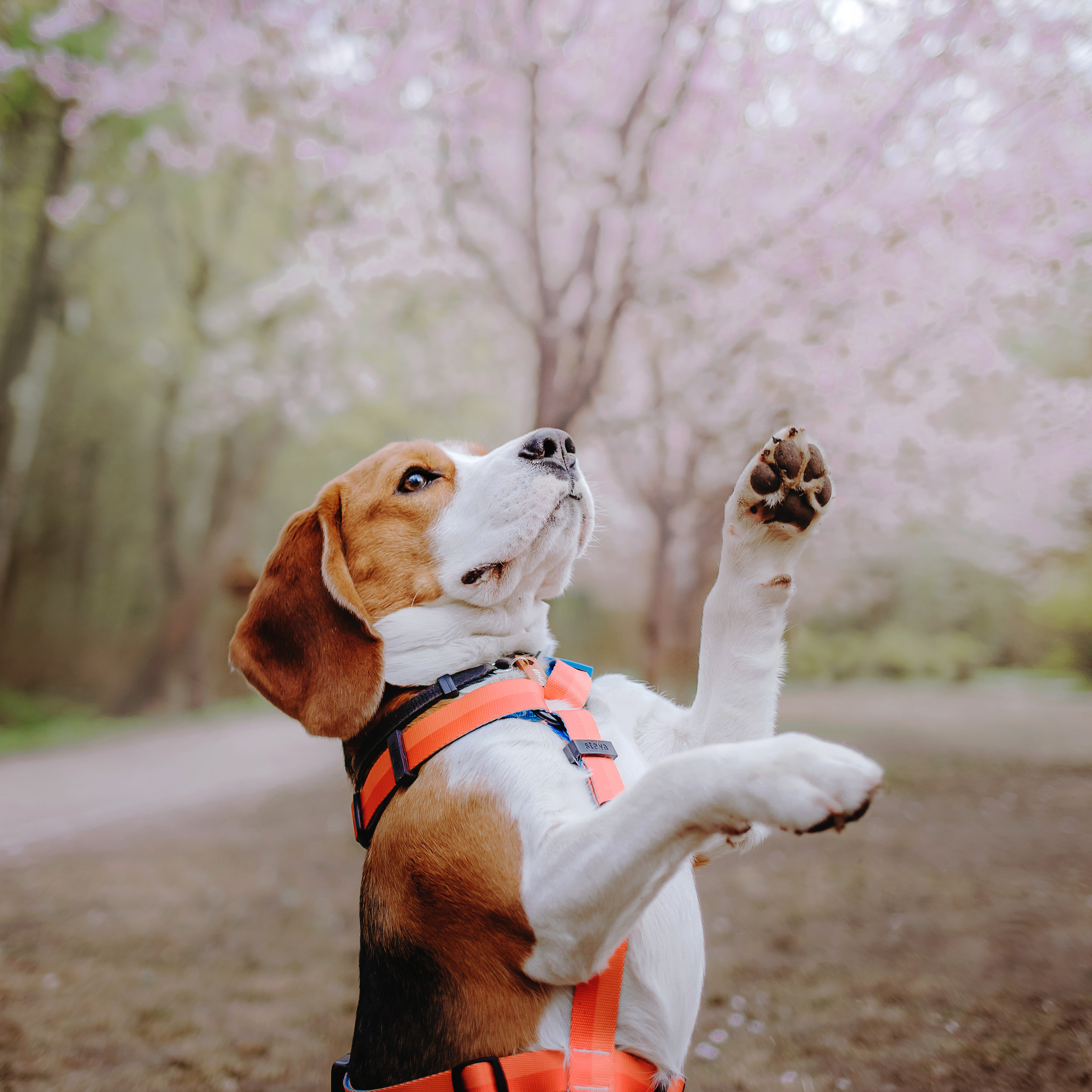 Весенняя фотосессия с собакой в цветущей сакуре 