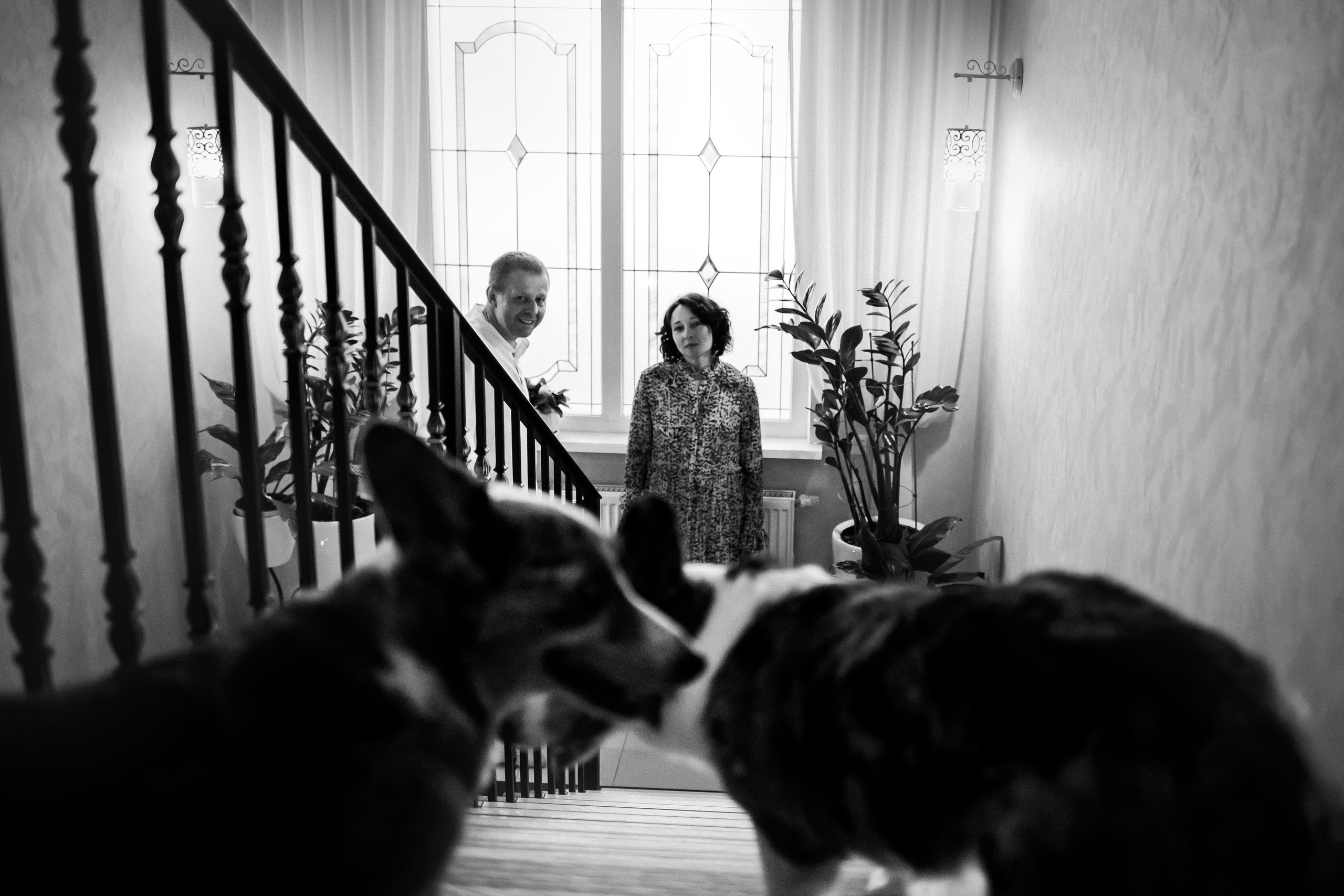 домашняя фотосессия с собакой