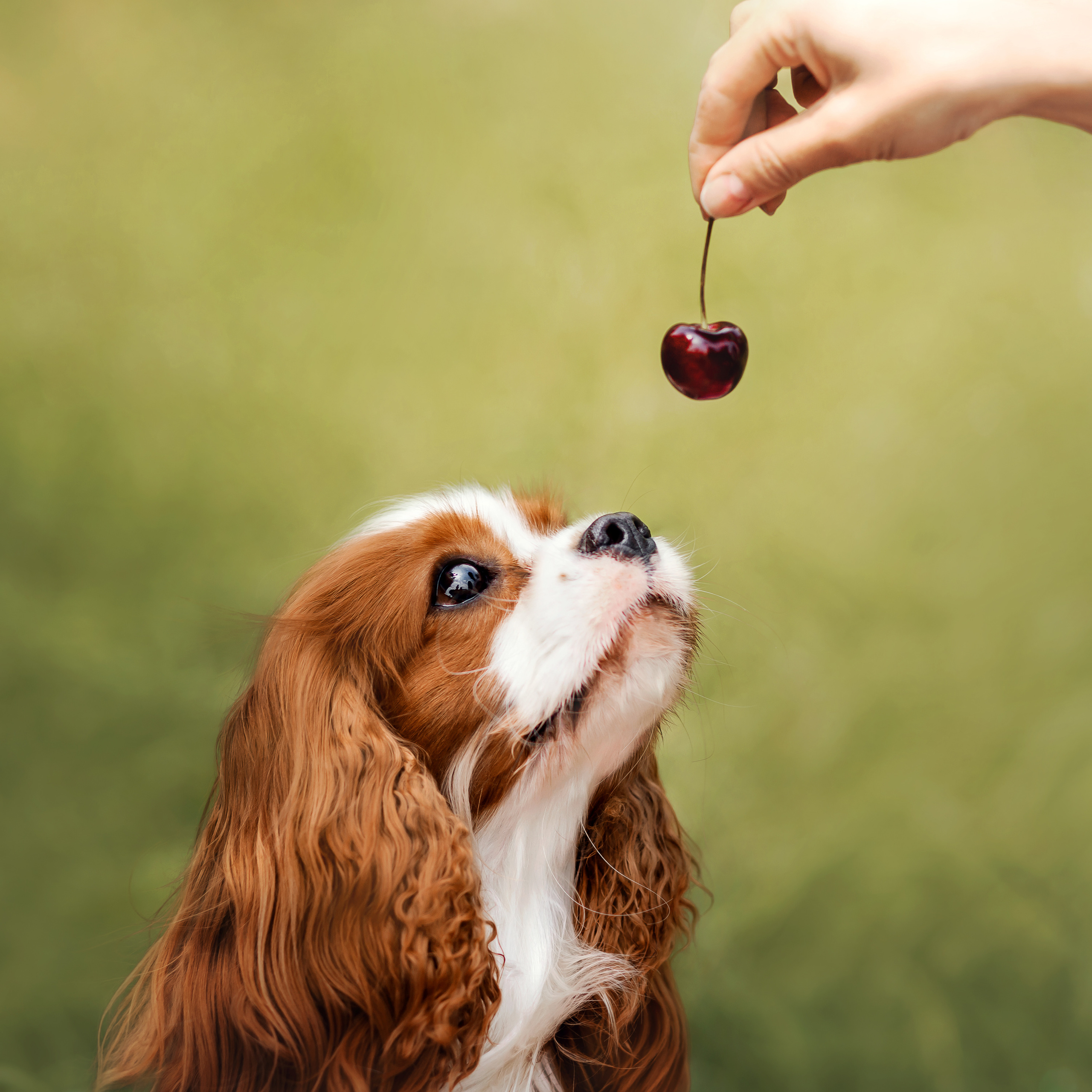 фотопикник с собакой