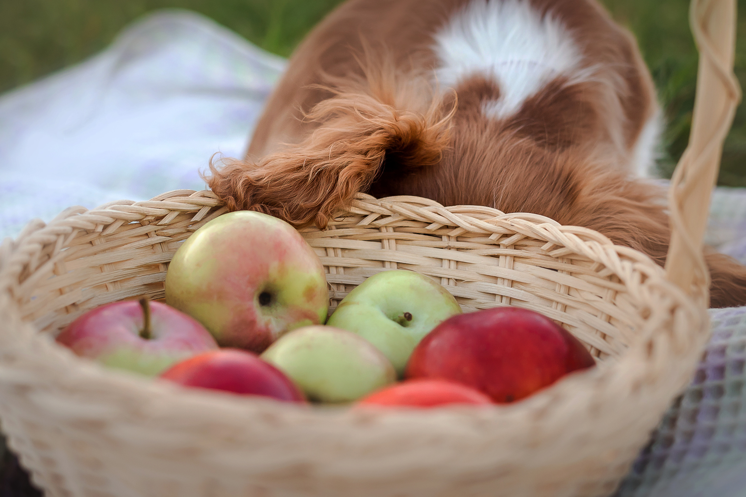 семейная фотосессия в бутово