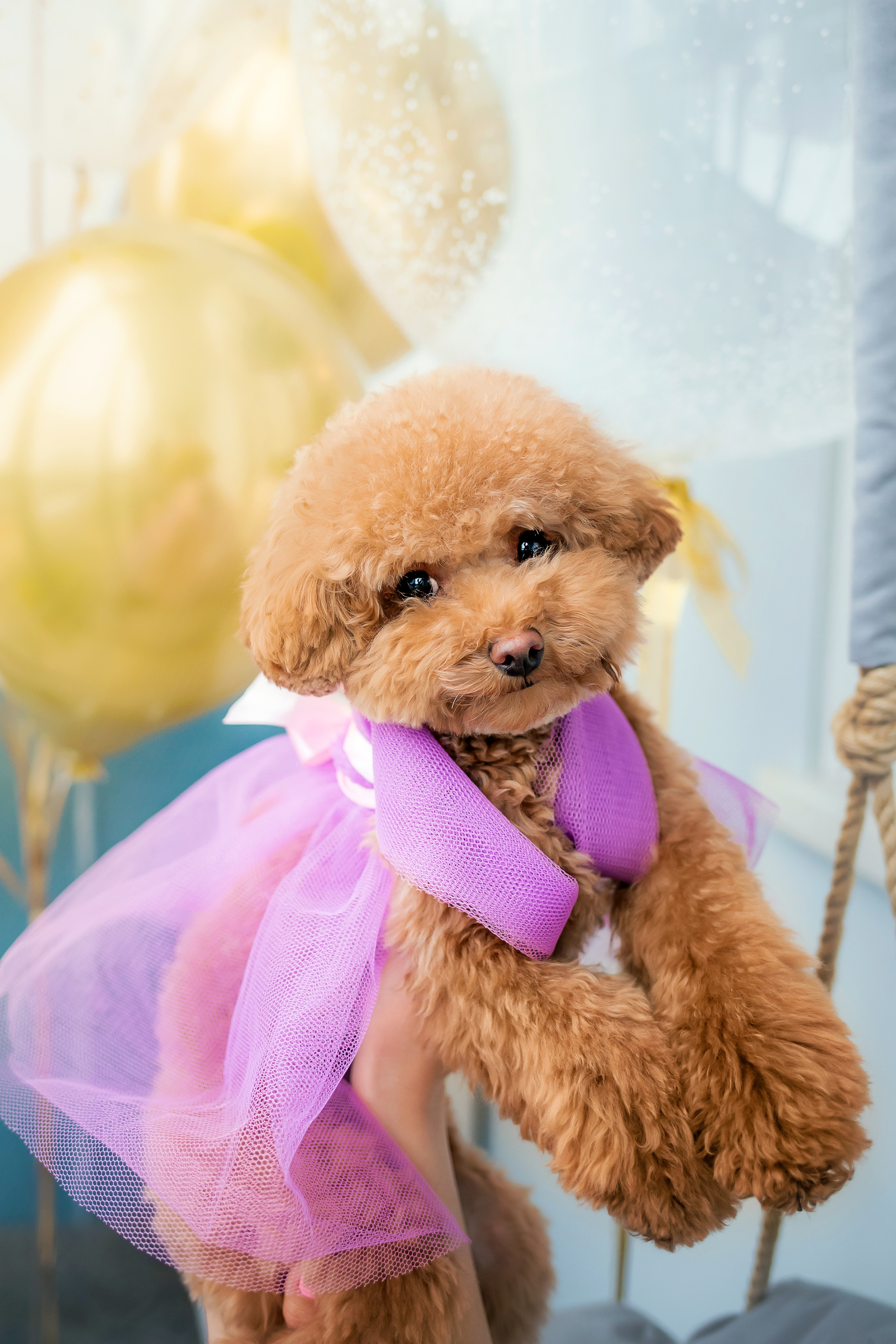 Фотосессия дня рождения собаки