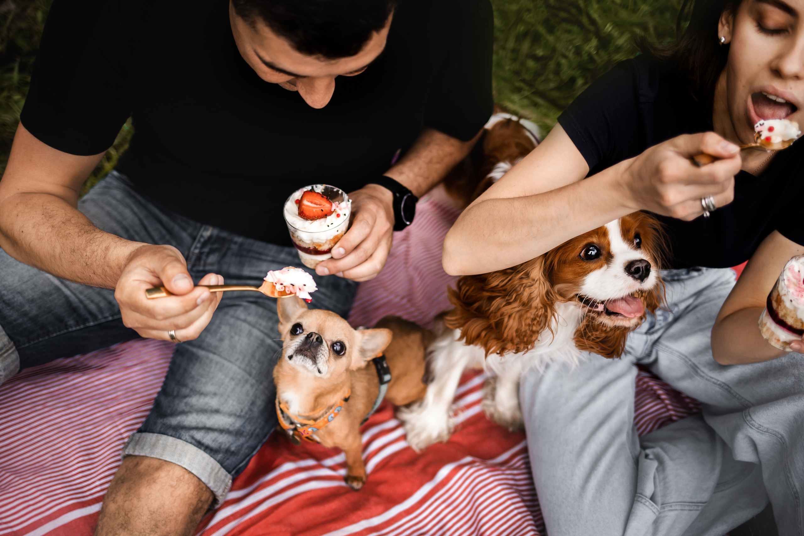 фотопикник с собакой