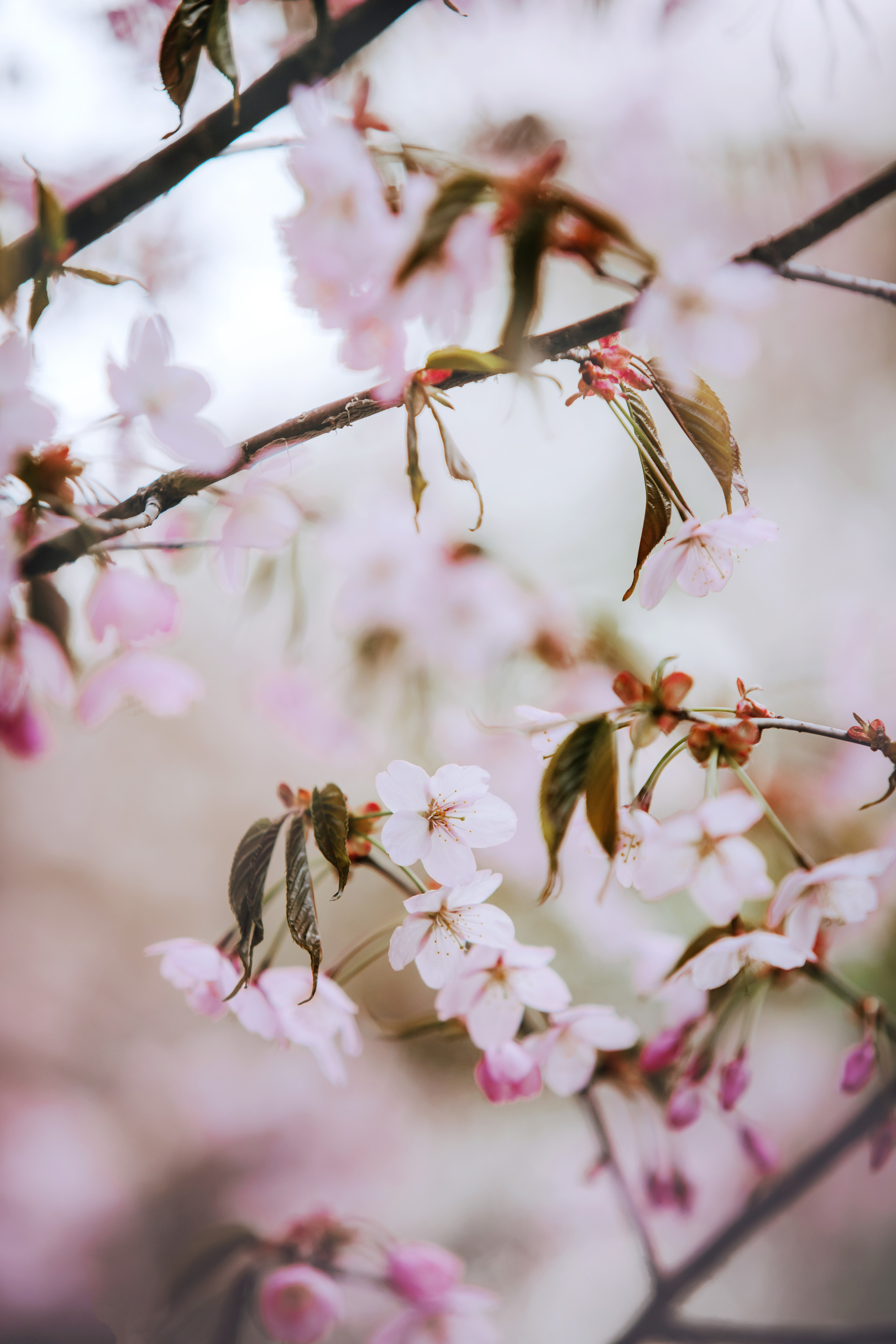 Весенняя фотосессия с собакой в цветущей сакуре 