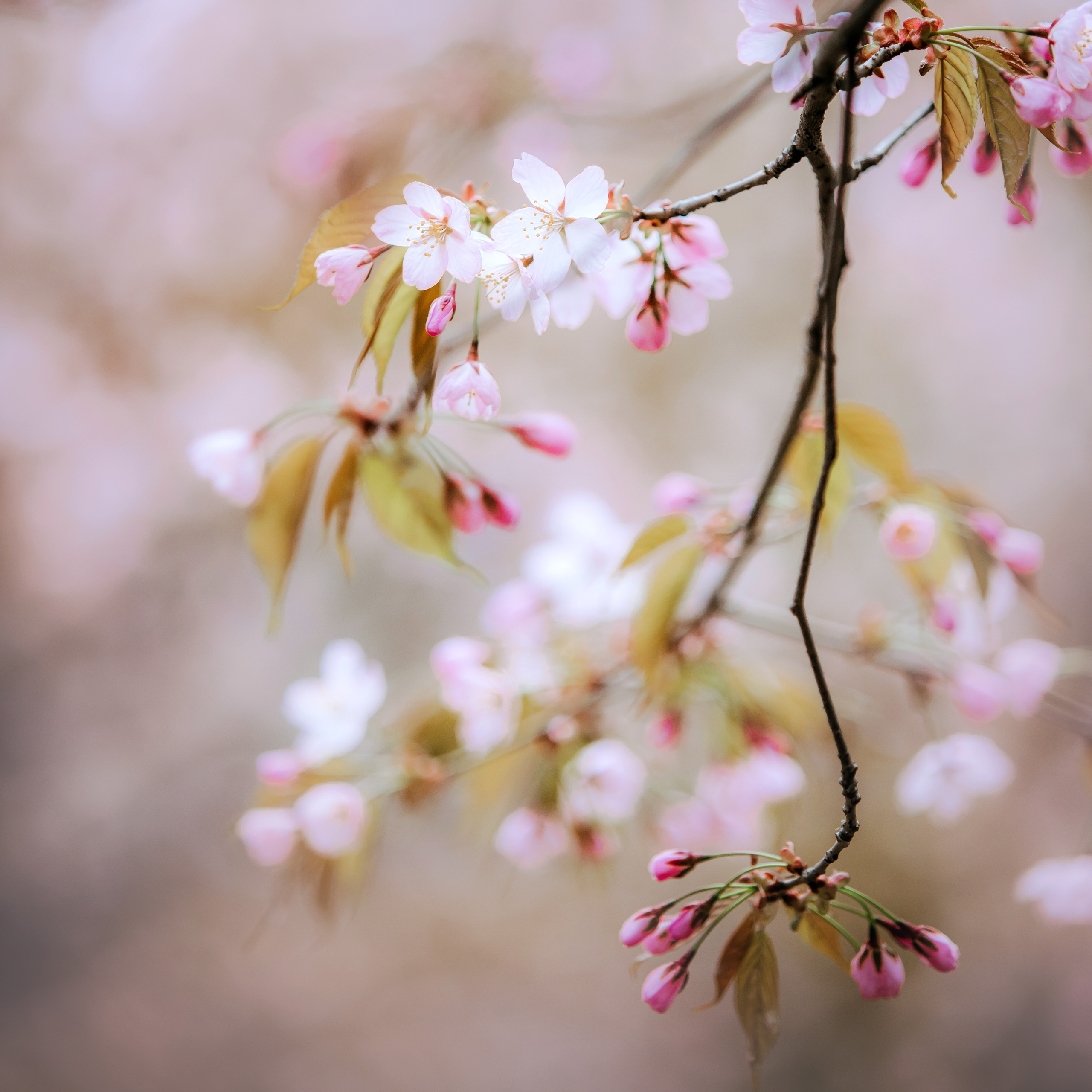 Фотопрогулка в бирюлевском дендропарке 