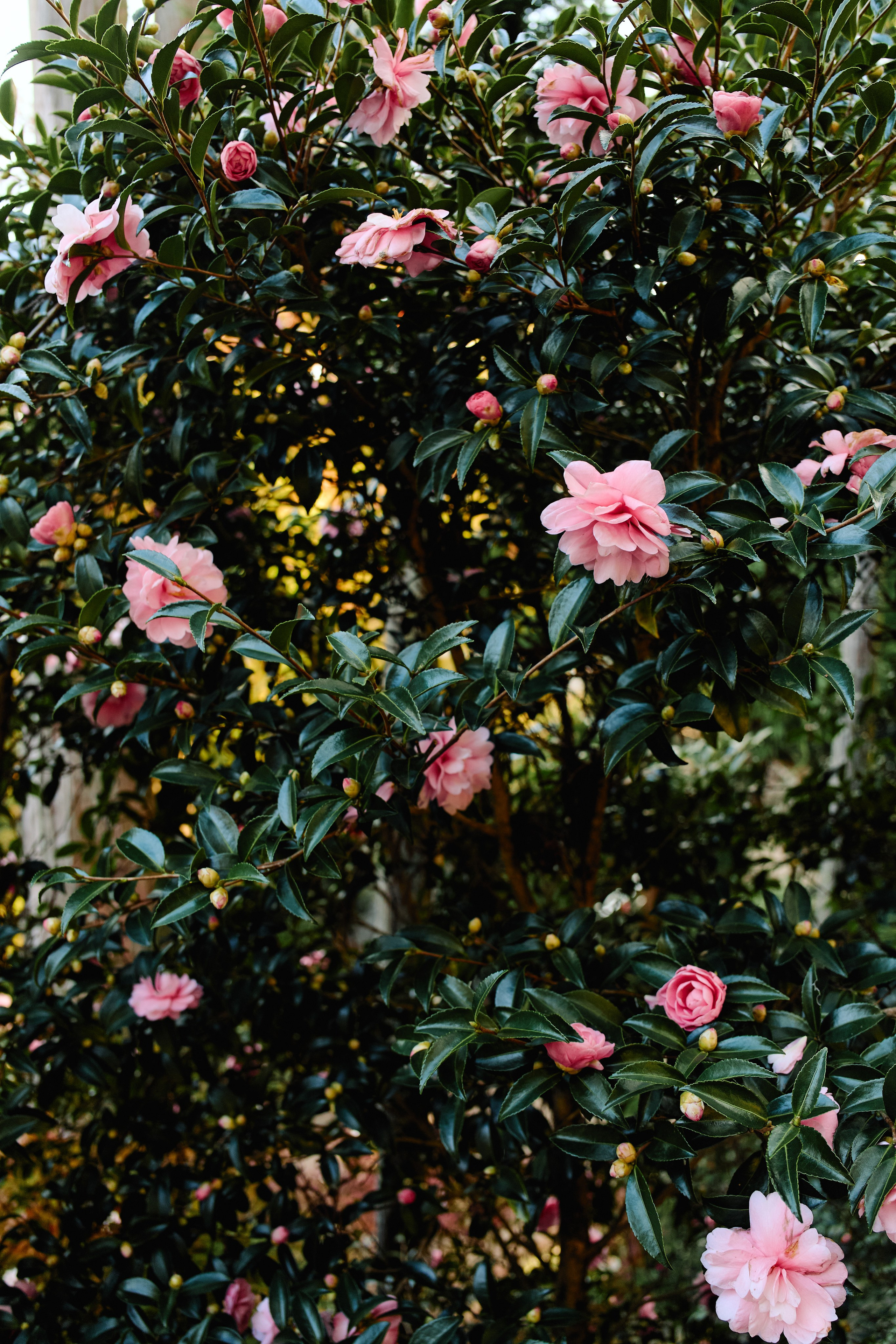 Япония. Профессиональный Фотограф во Владимире, в Москве и в Суздале — Полина Романычева