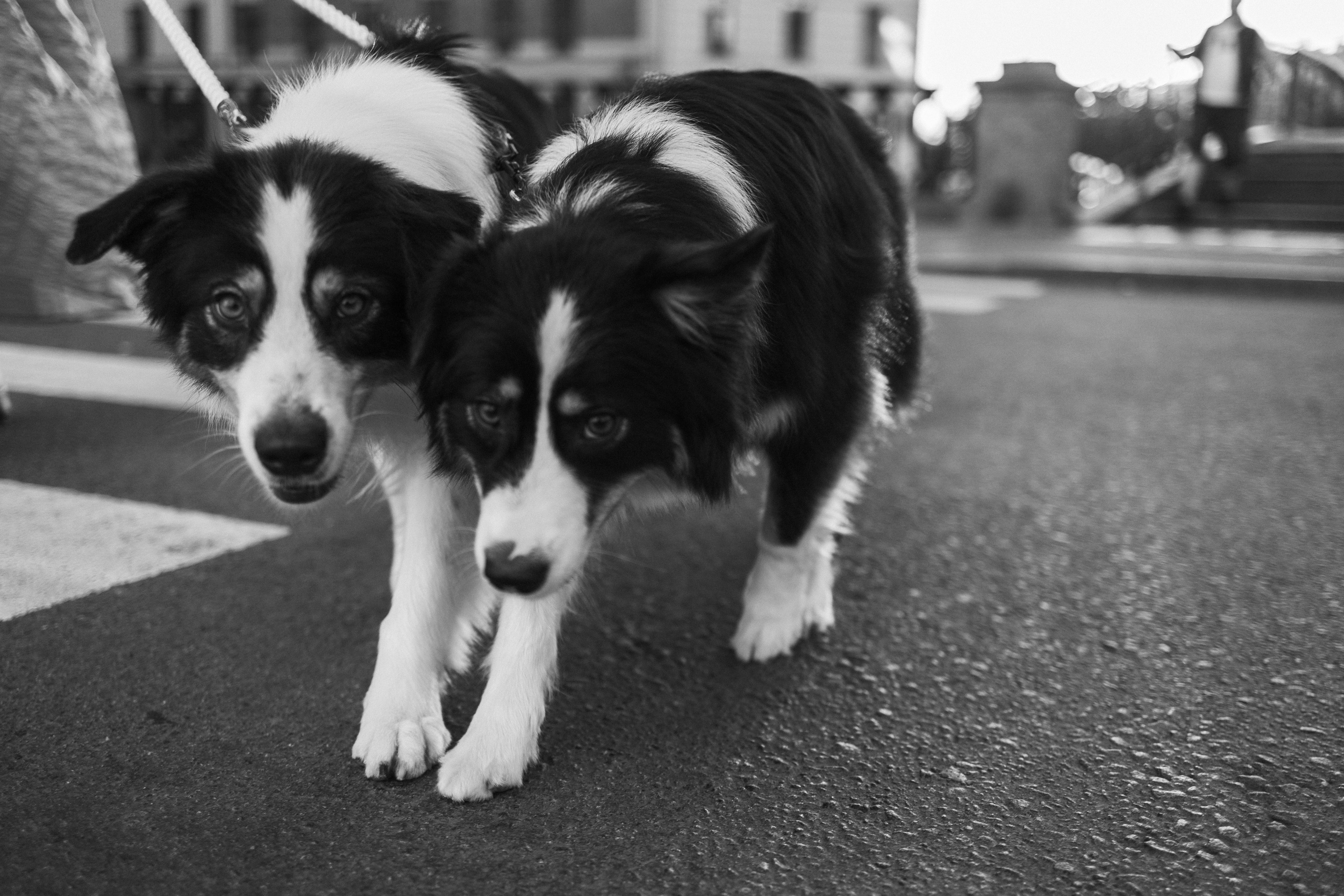 Катя и ее девочки. Фотограф — Анималист | Санкт-Петербург