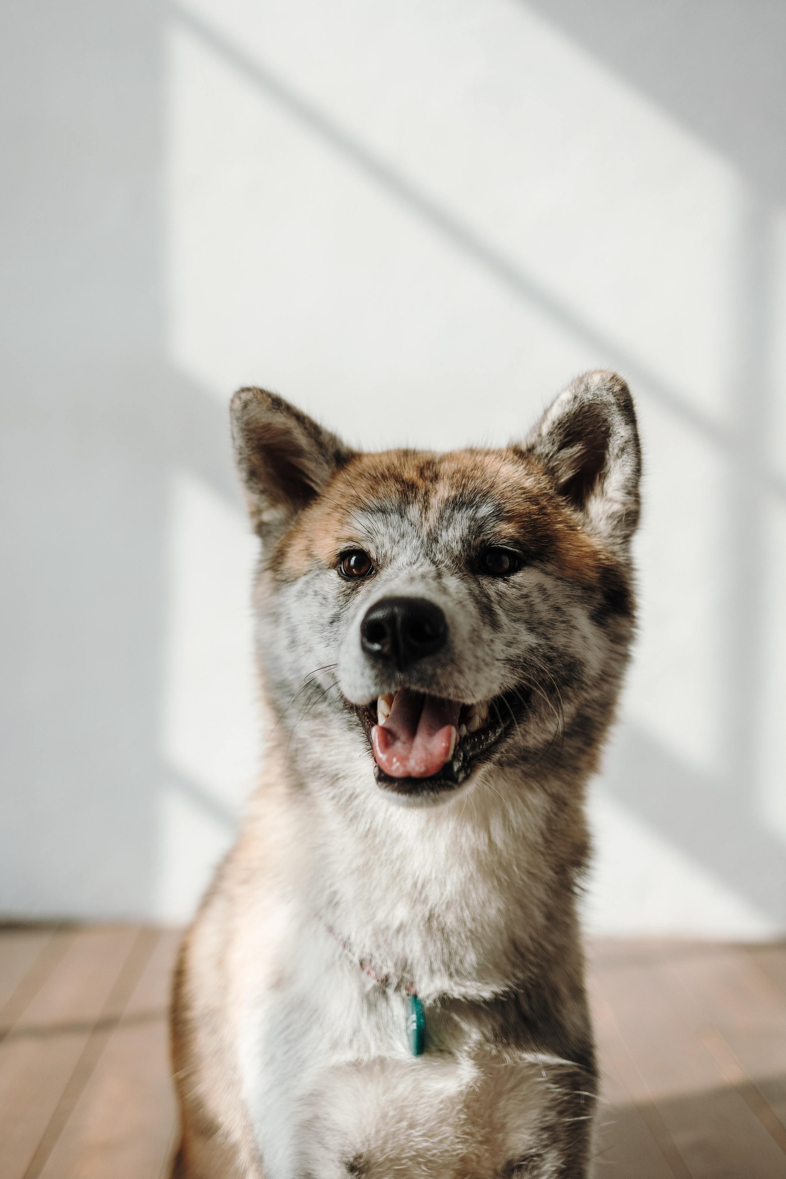 Настя и Айри. Фотограф — Анималист | Санкт-Петербург