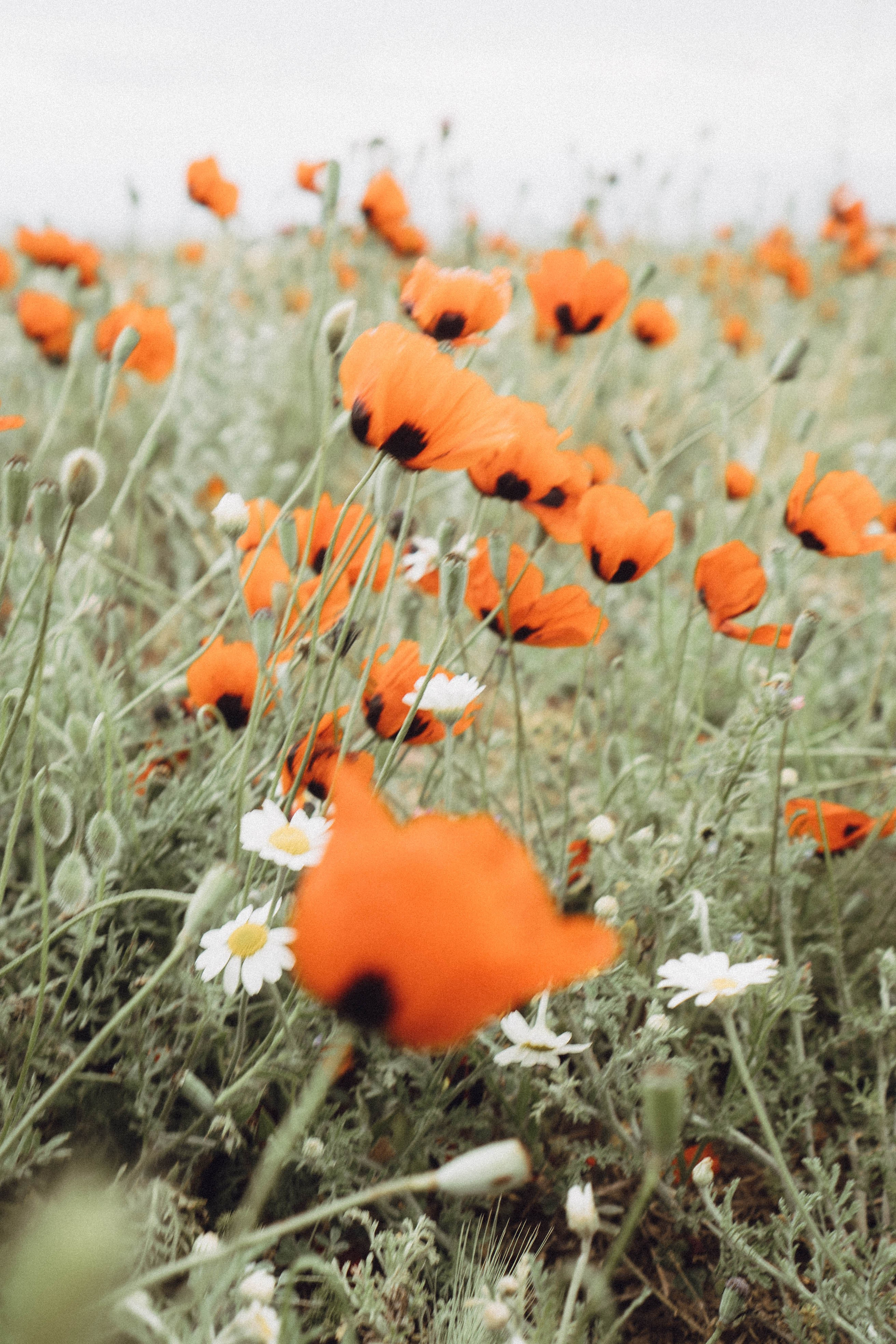 Кавказ. Профессиональный фотограф, Санкт-Петербург — Виктория Богомолова