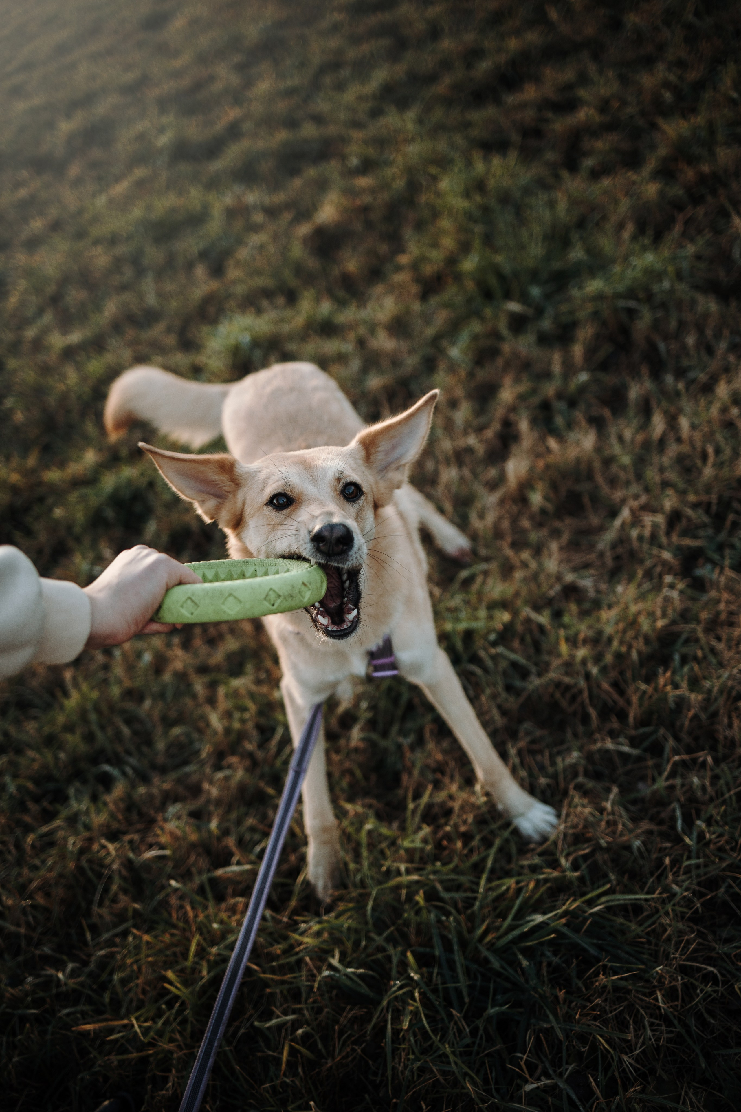 Юля и Джесси. Фотограф — Анималист | Санкт-Петербург